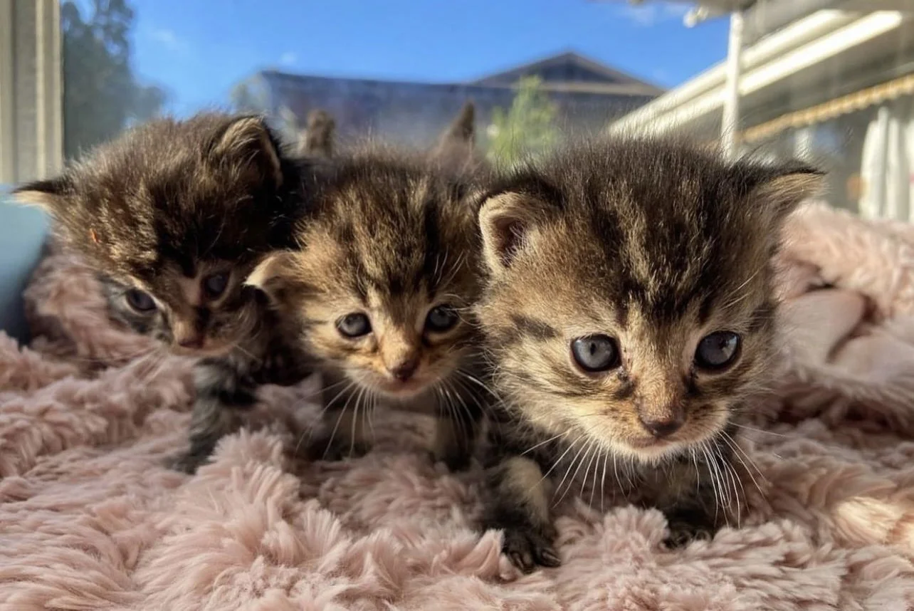 Domestic Shorthair Kittens For Sale Melbourne edu.svet.gob.gt