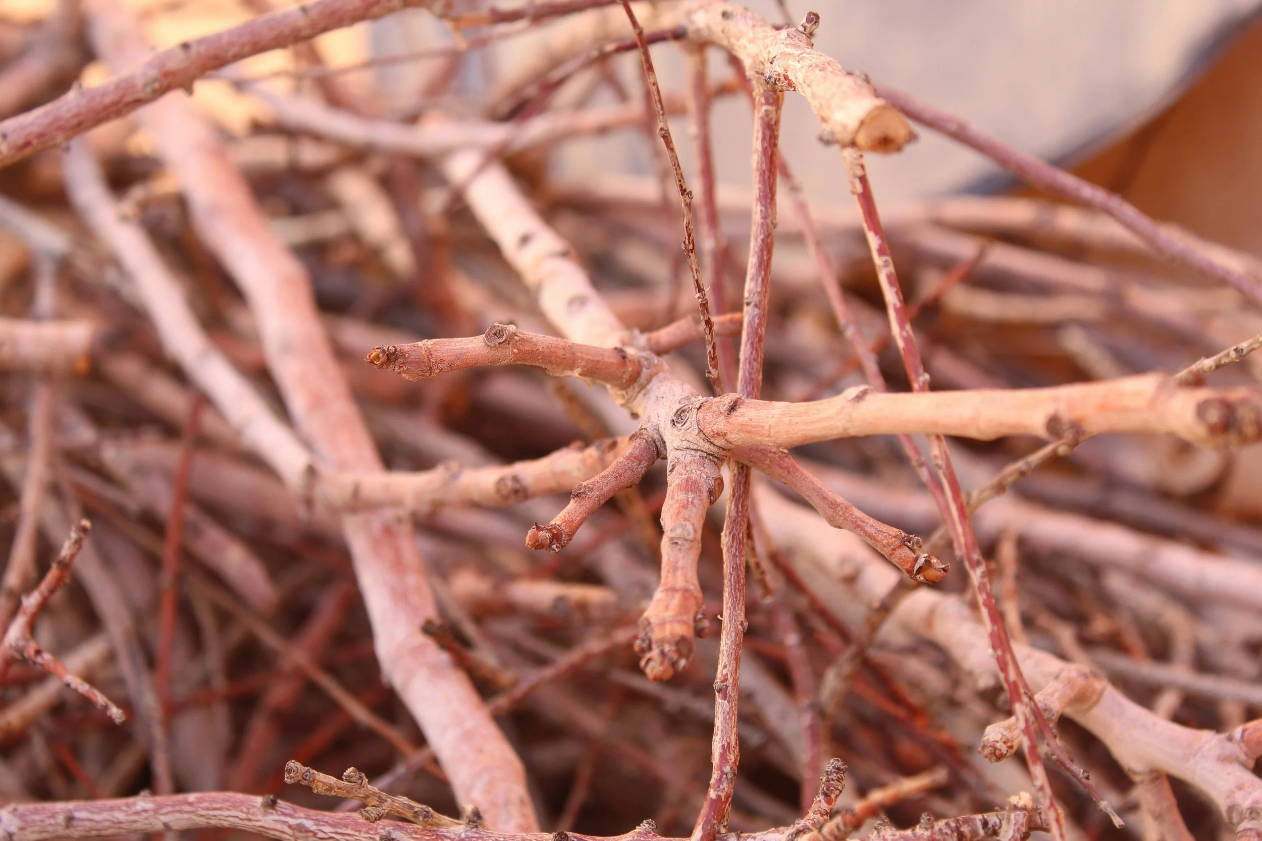 EIGENSINN AND DOMINATION IN LIBERAL AND ILLIBERAL SOCIETIES