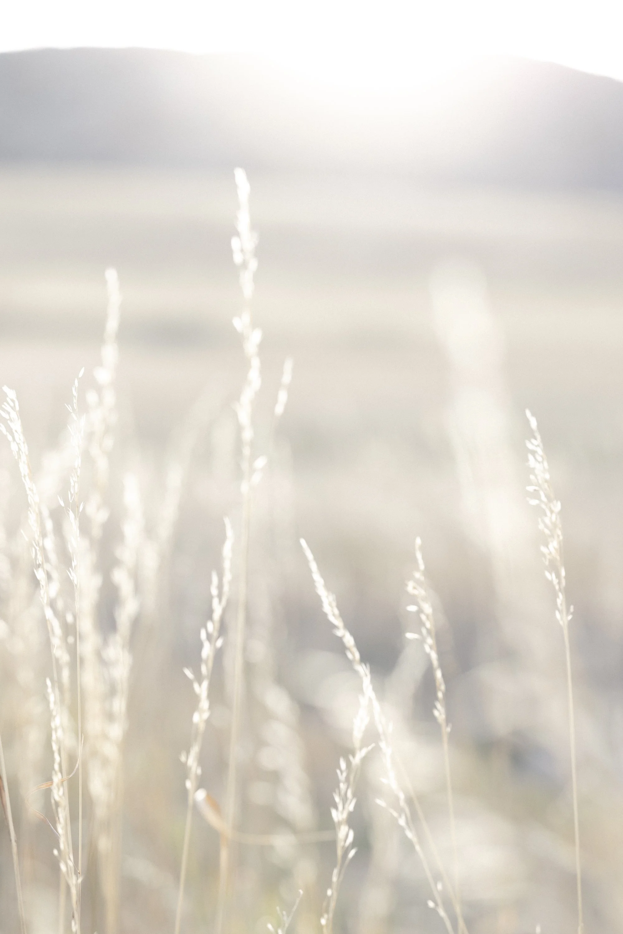 Soft grasses glowing in the evening light during a Colorado foothills family session.