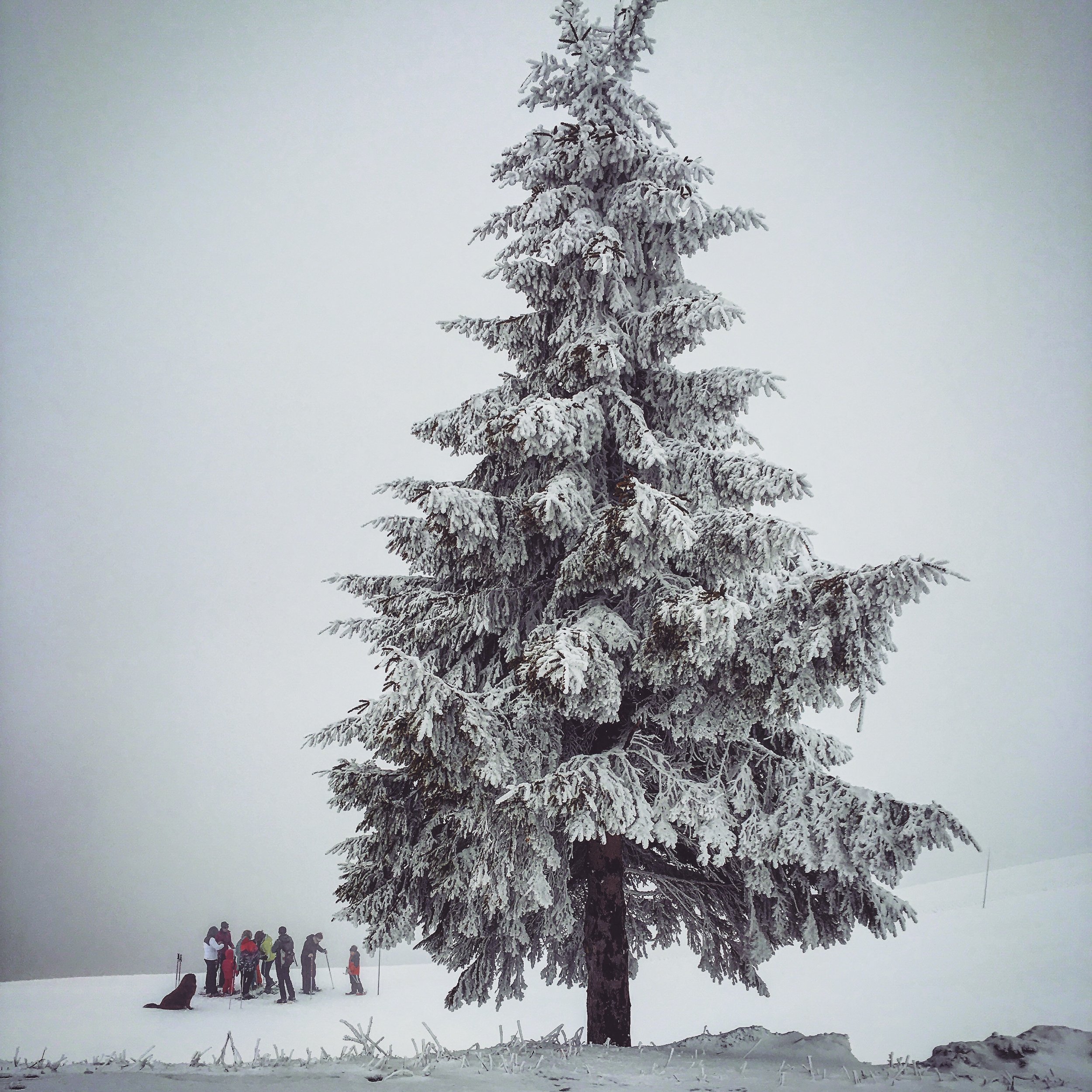 snow at joux plan white out.JPG