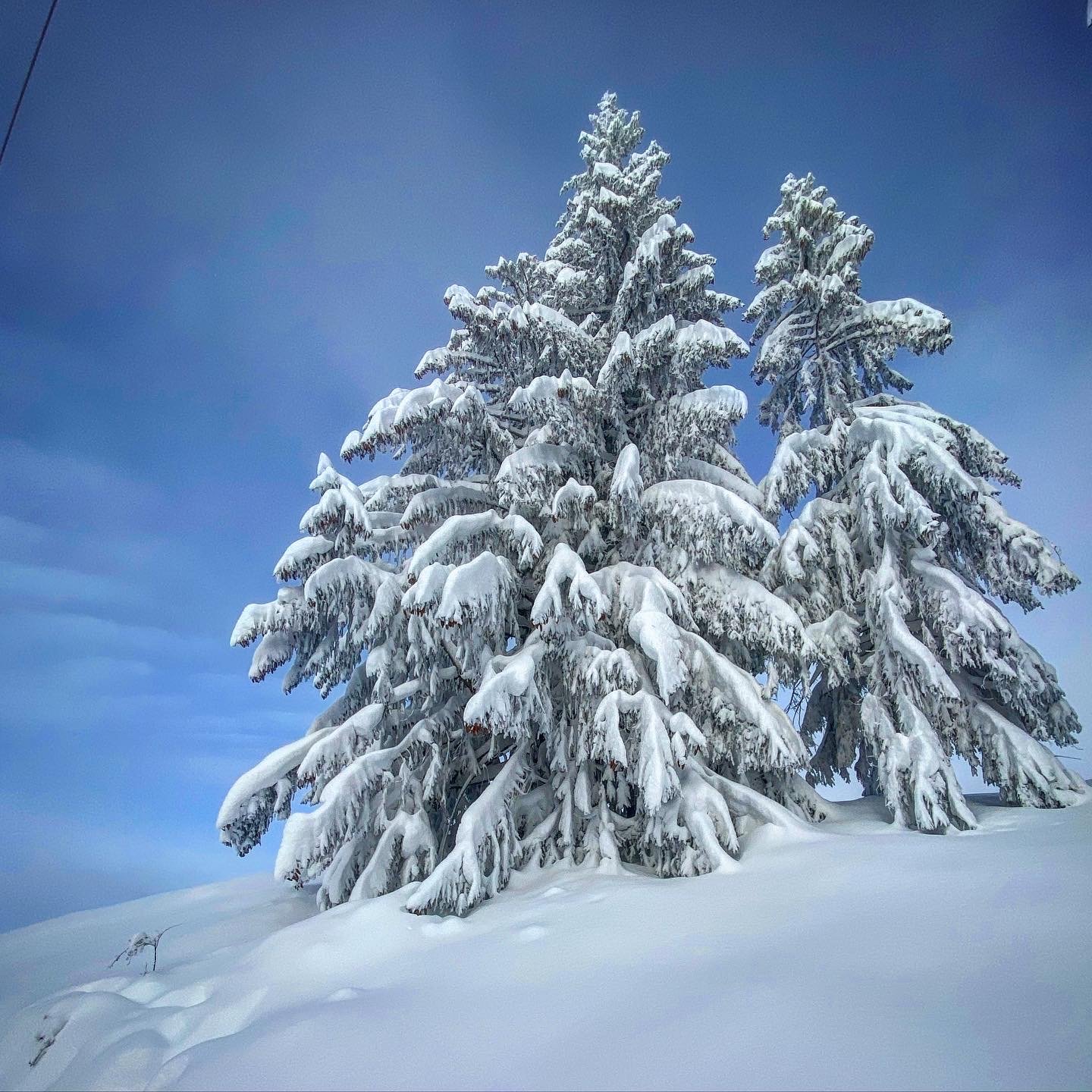 tree heavy with snow.jpg