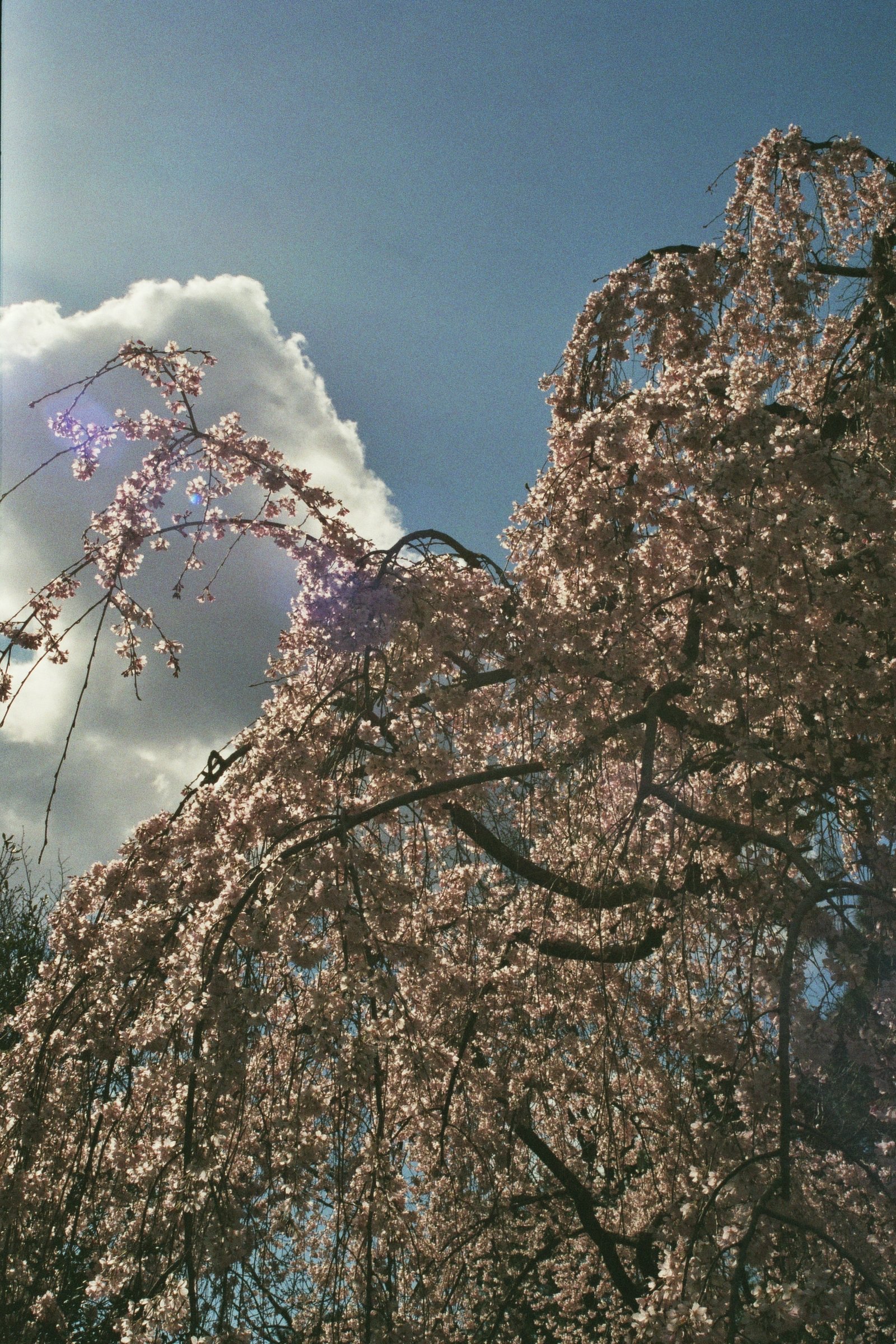 BD2C4BFD-5E3E-4194-BAE8-43A50D3685EE.jpeg