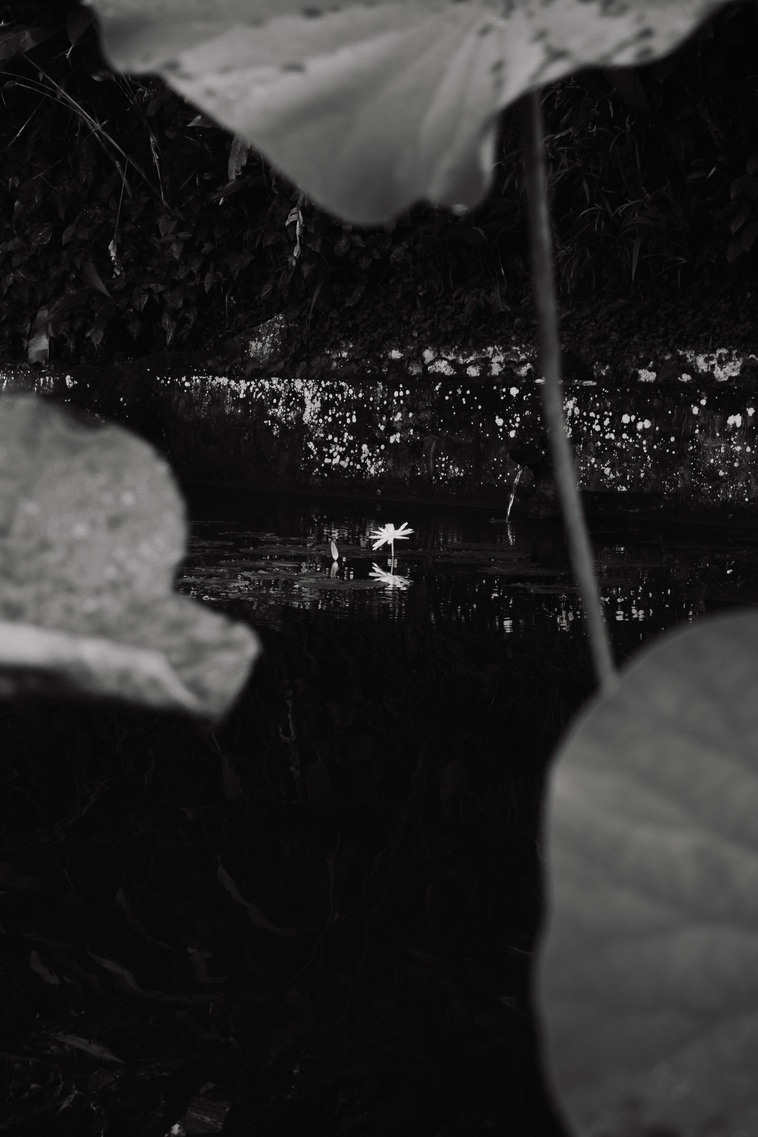 _DSC0478.jpeg