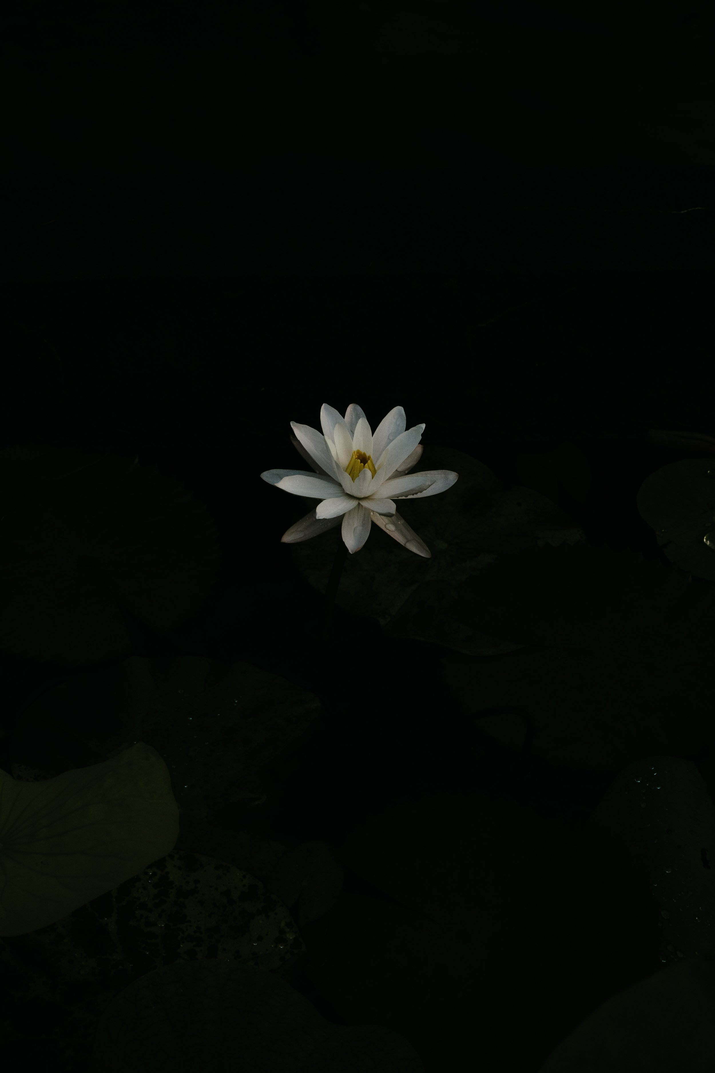 _DSC0492.jpeg
