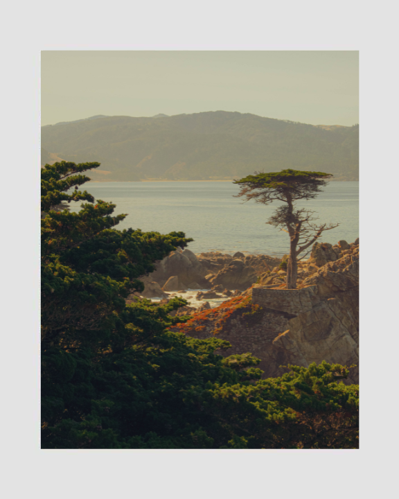Lone Cypress