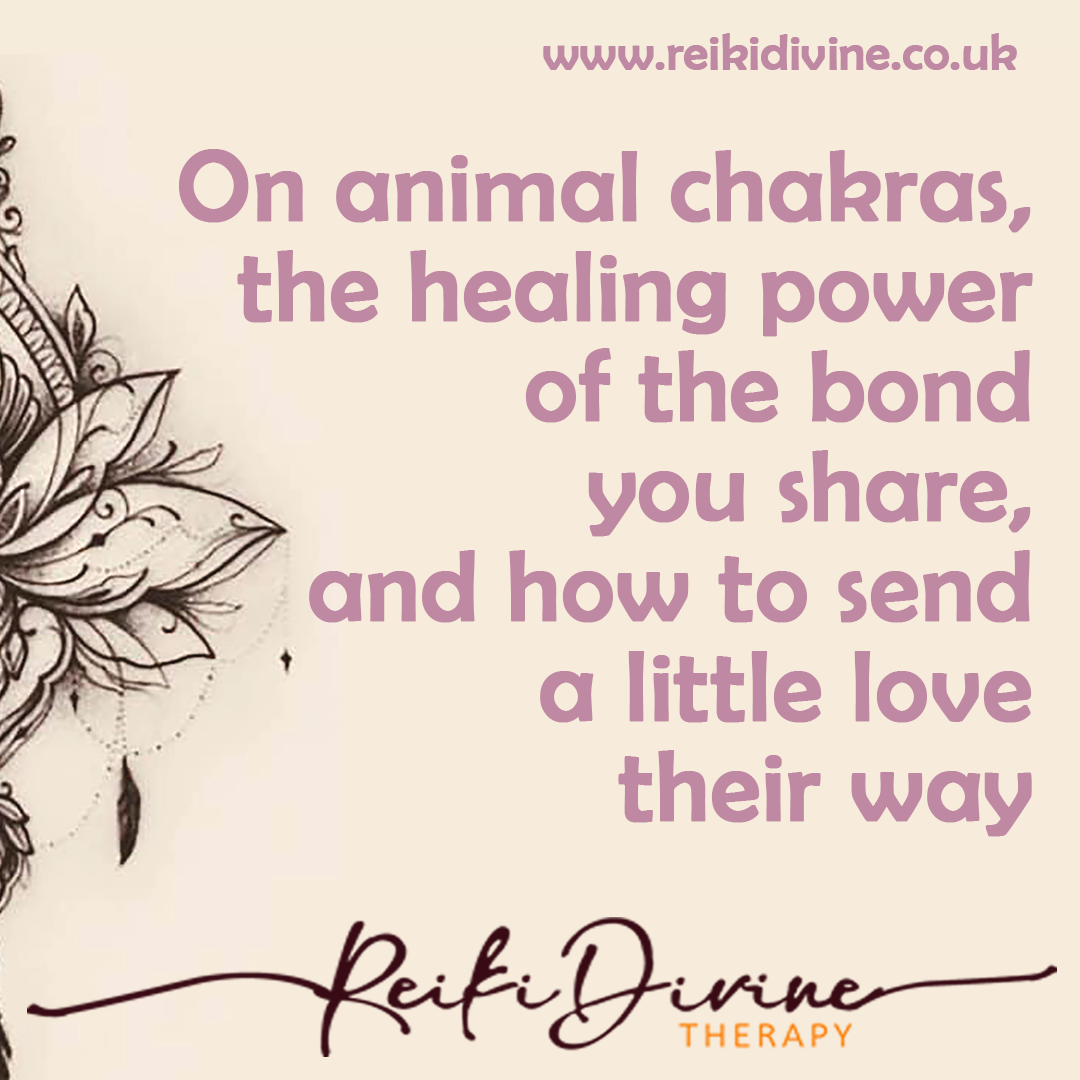 Your Pet Has an Energy Body Too