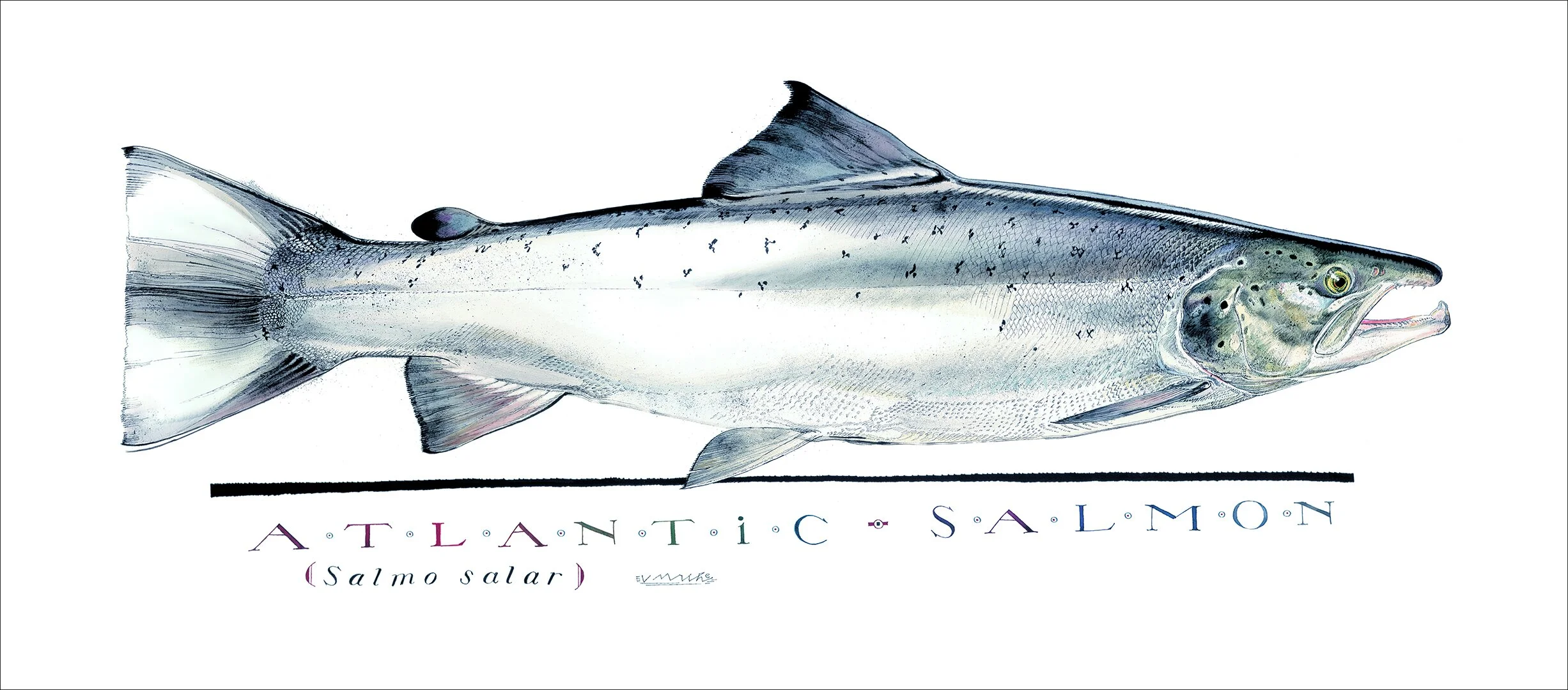 SalmonPrint-11x25.jpg