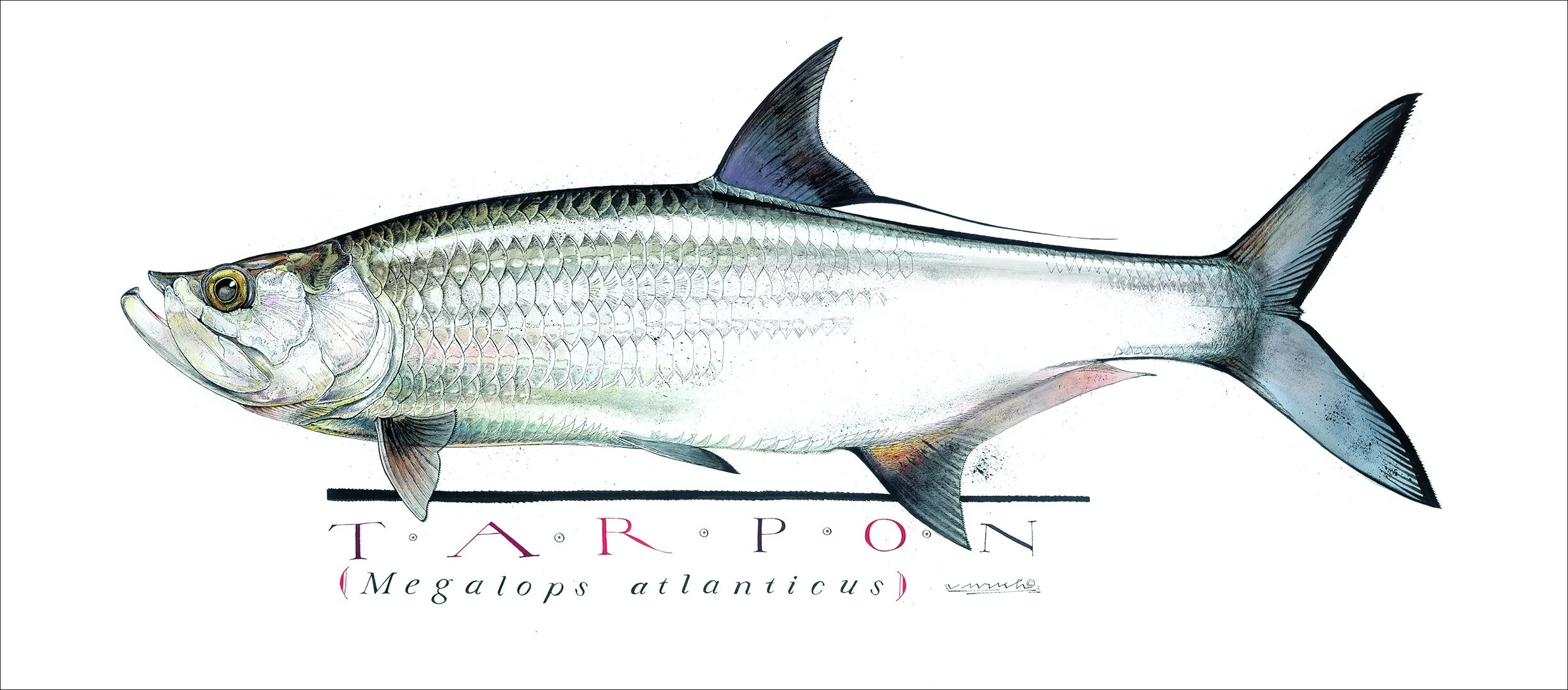 TarponPrint-25x11.jpg
