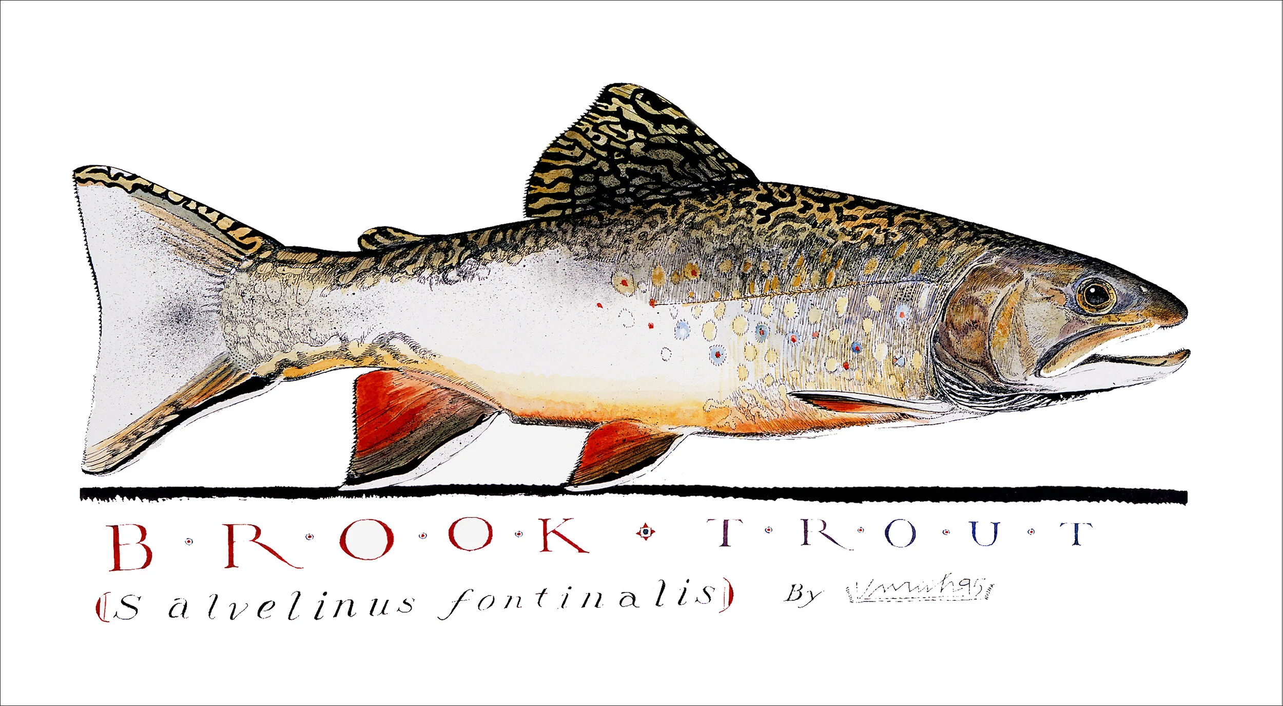 BrookTroutPrint-11x20.jpg