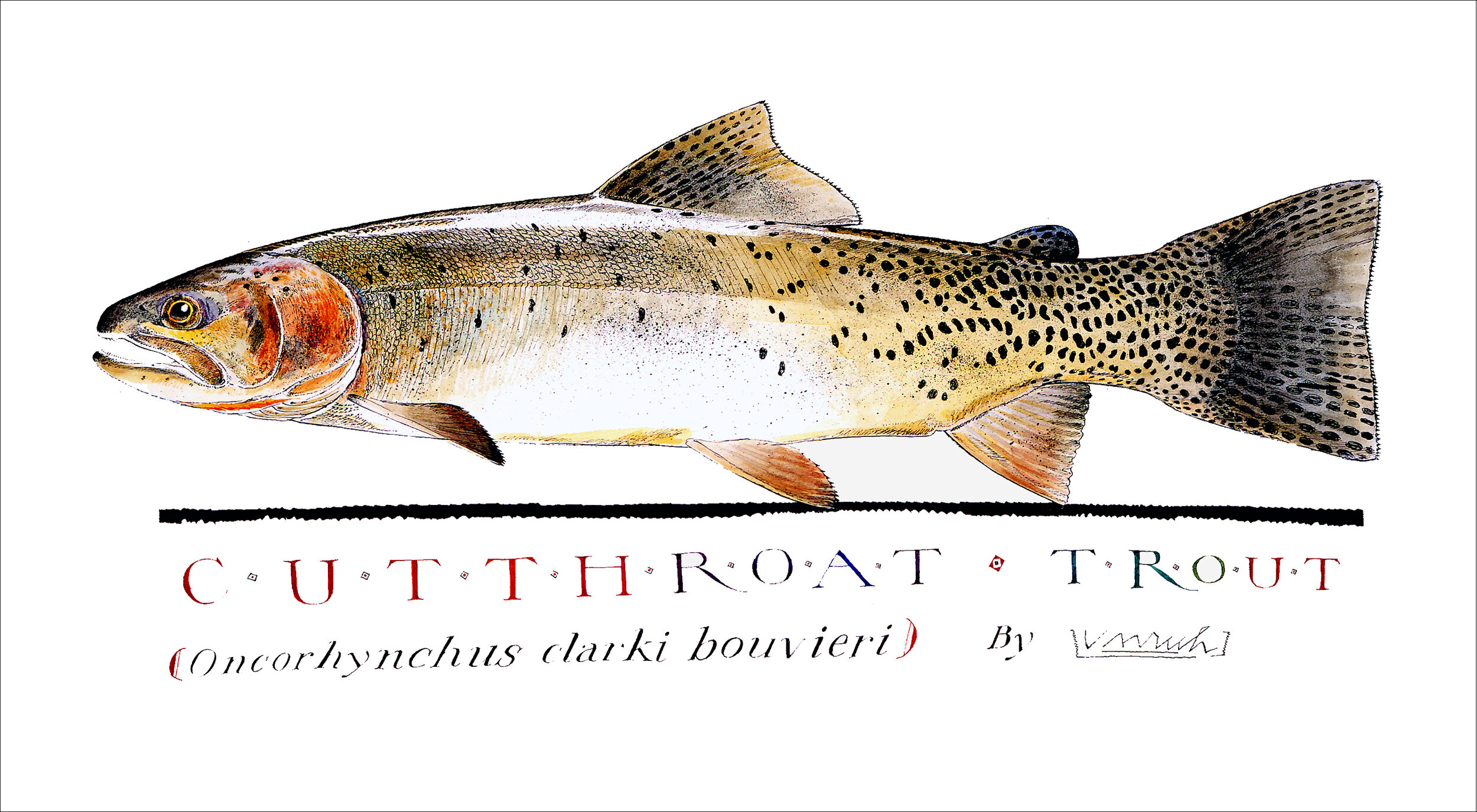 CutthroatTroutPrint-11x20.jpg