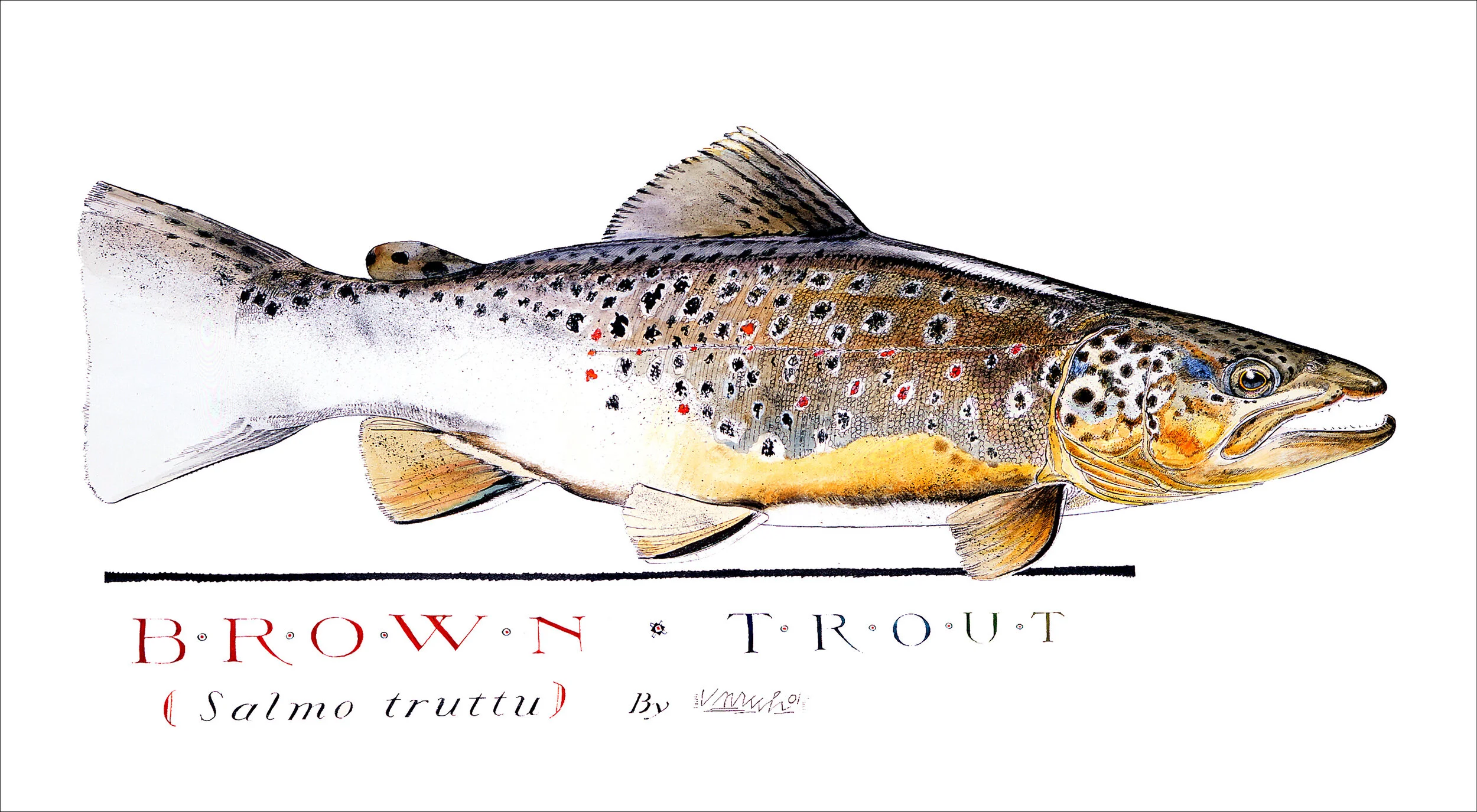 BrownTroutPrint-11x20.jpg