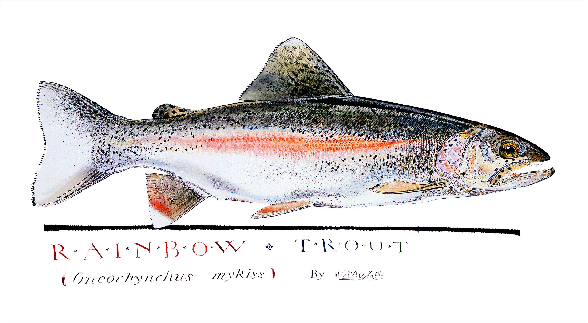 RainbowTroutPrint-11x20.jpg