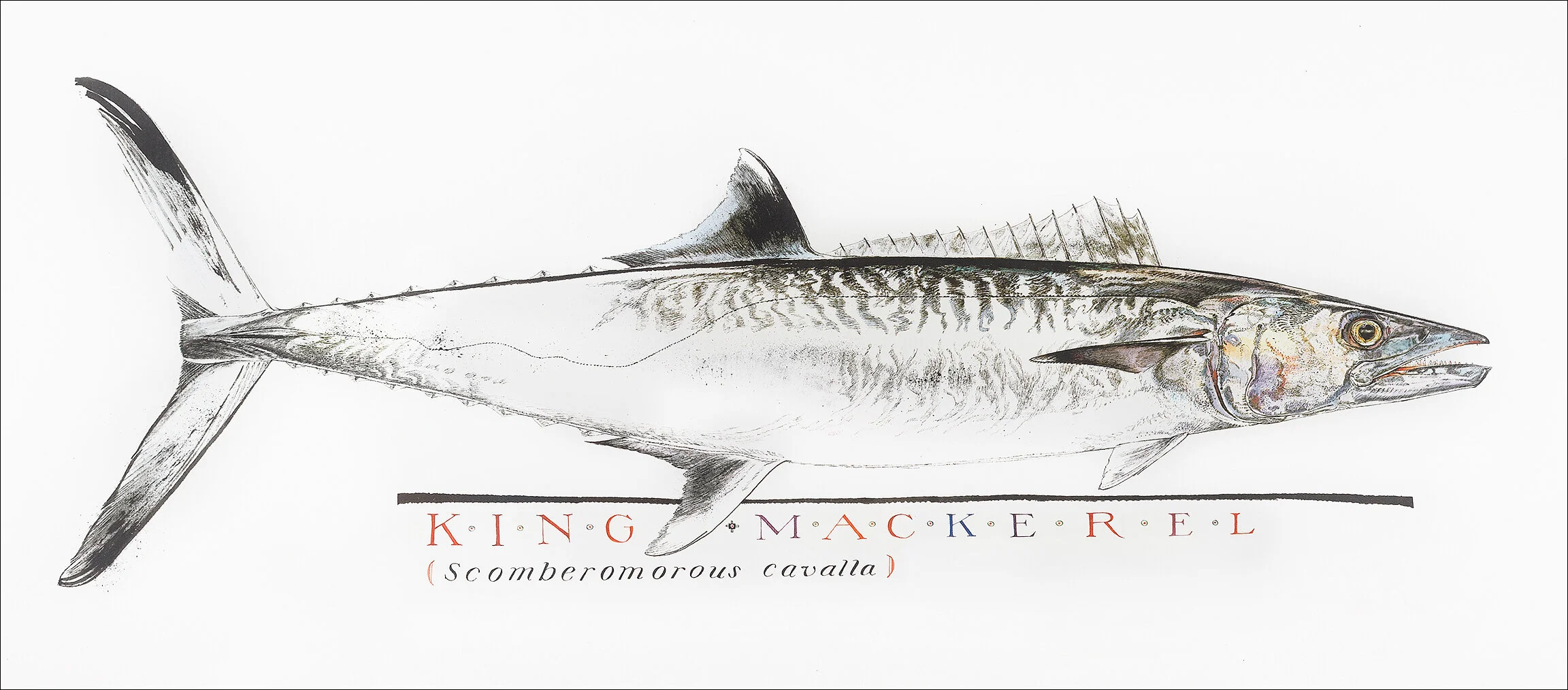 KingMackerel.jpg