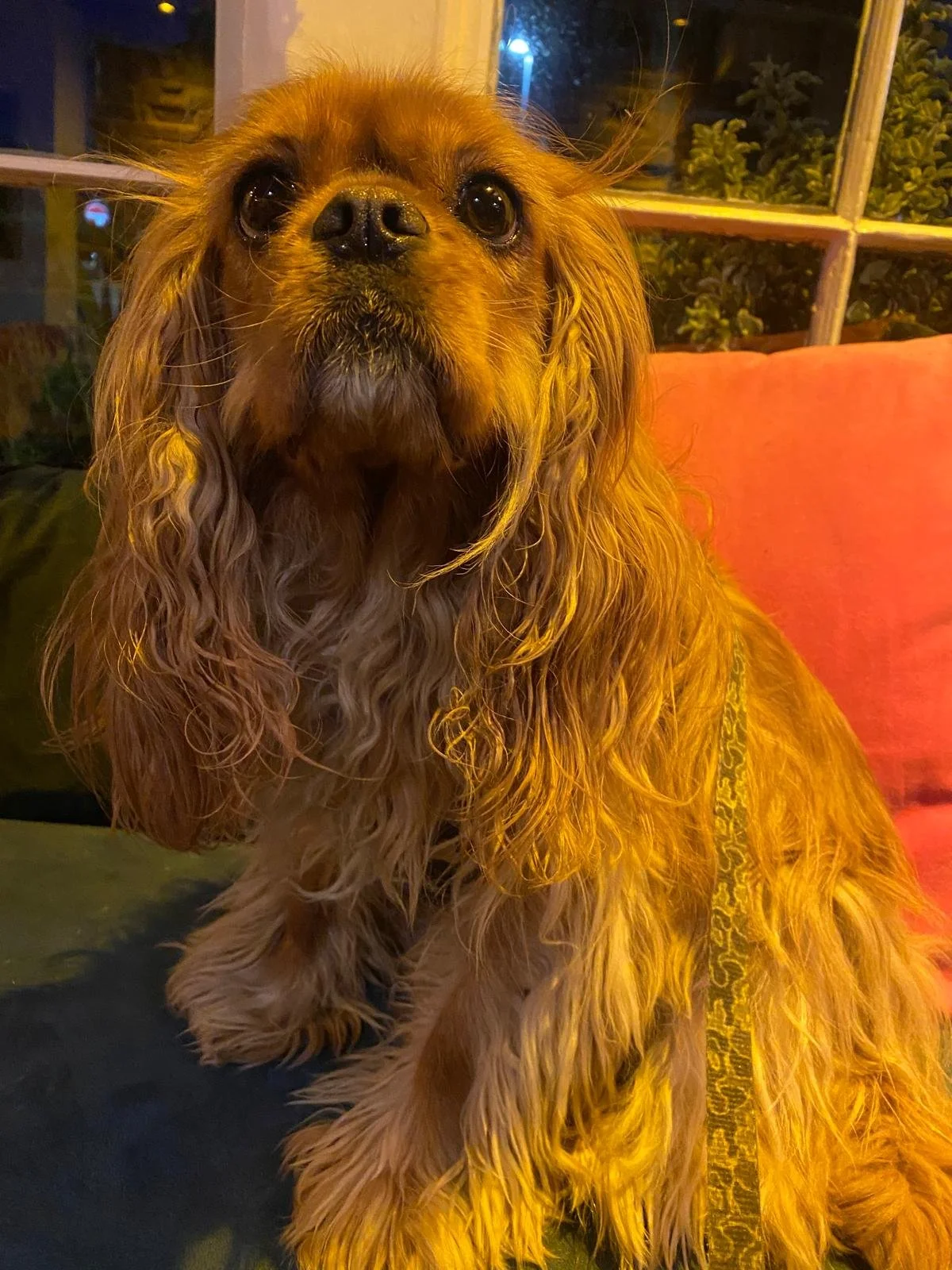 Cavalier King Charles Spaniel sitting on a couch indoors.