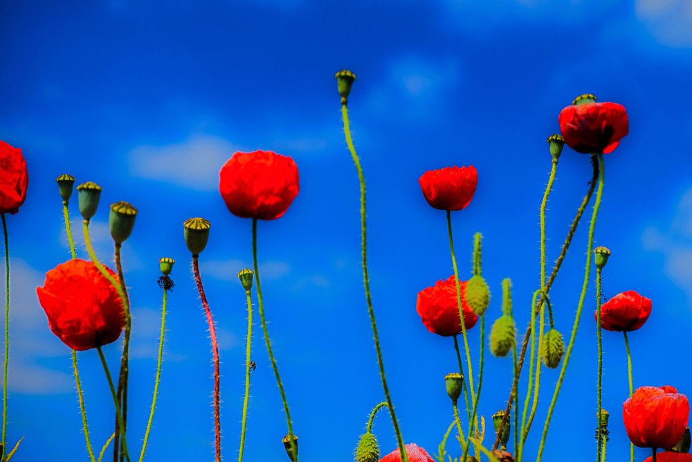 Wild Poppies - Karine Nowak.jpg