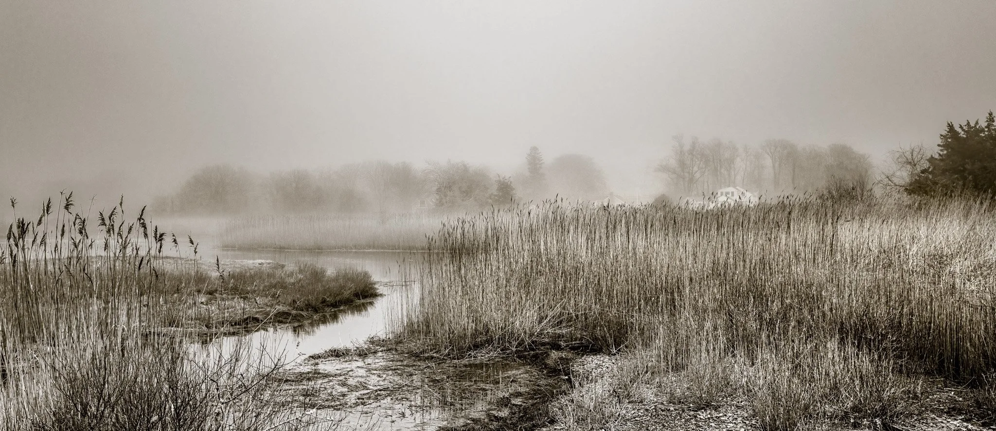 "Foggy Marsh" by Judd Brotman