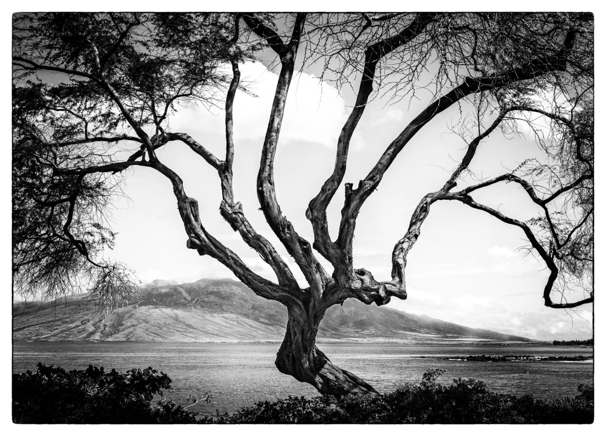 "Tree Study" by Joel Durand
