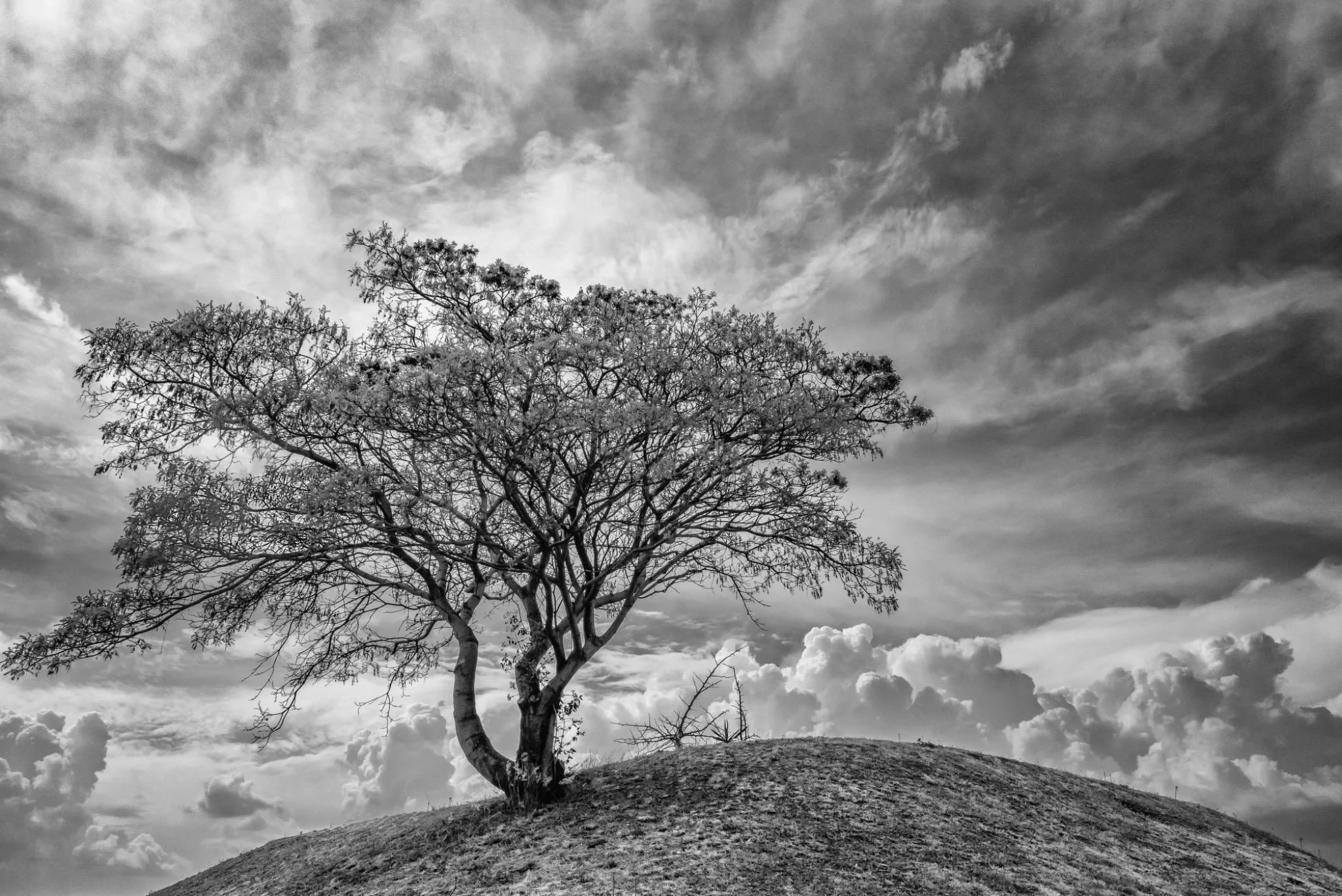 "Tree and Clouds" by Pericles Lavat 