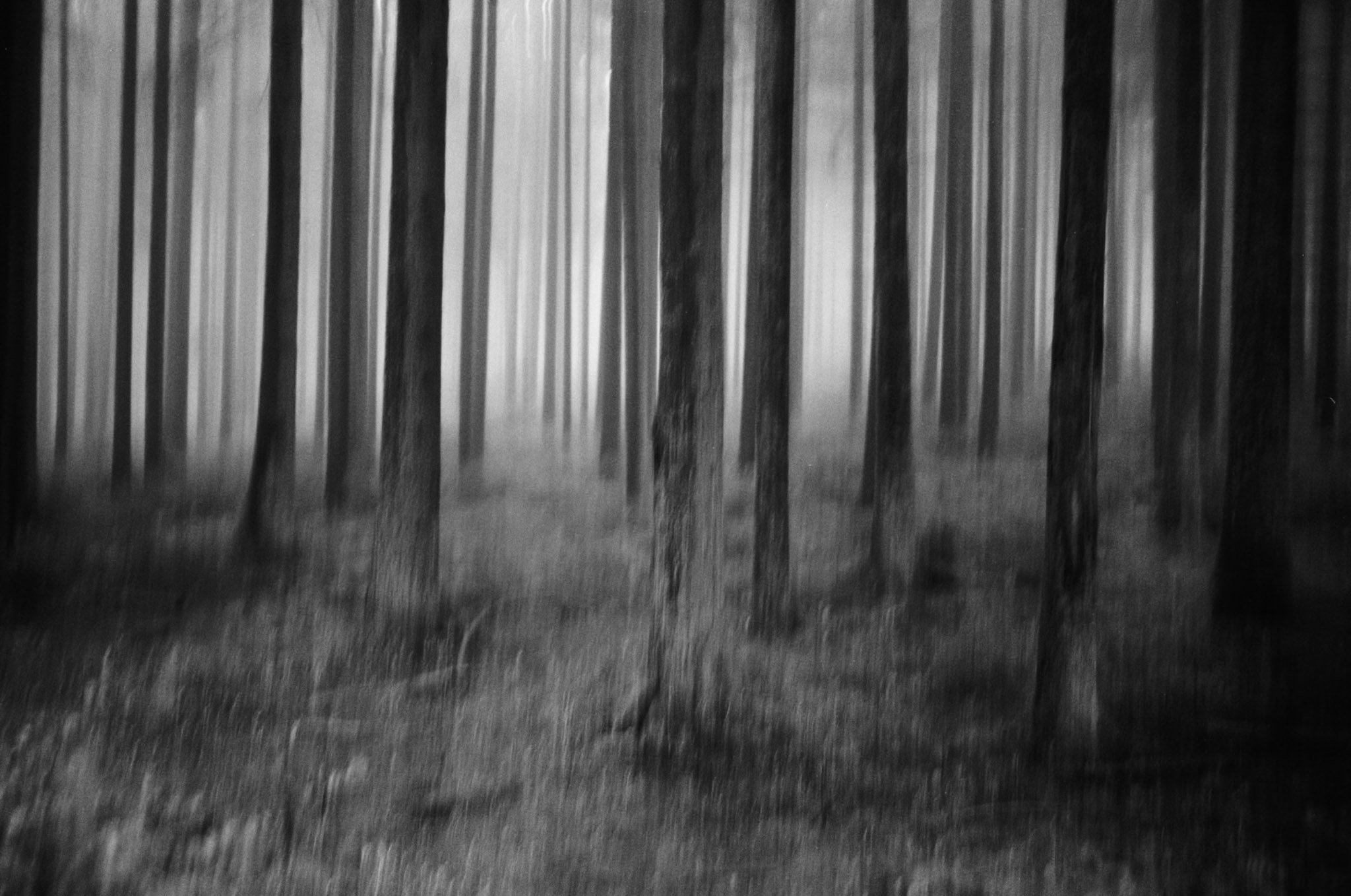 "Waldviertel" by Guenter Berger