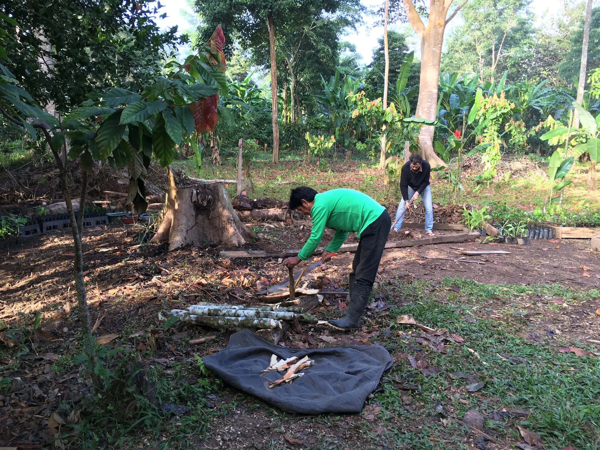 juan chops branches.JPG