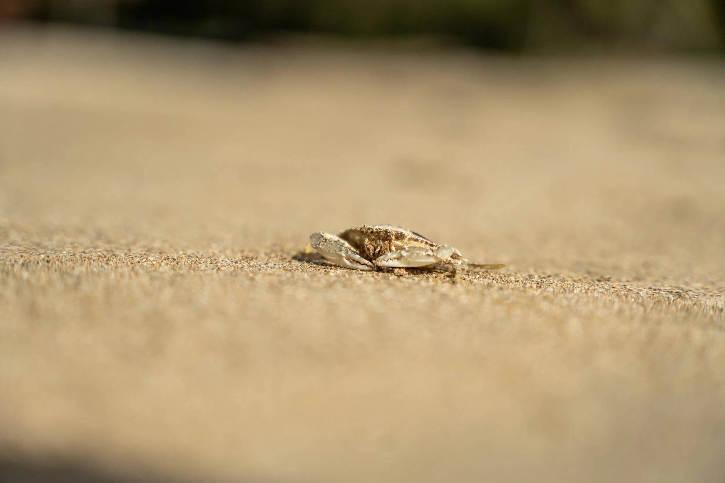 Close-up view of a small crab on sandy beach, with blurred background, showing its detailed shell and legs.