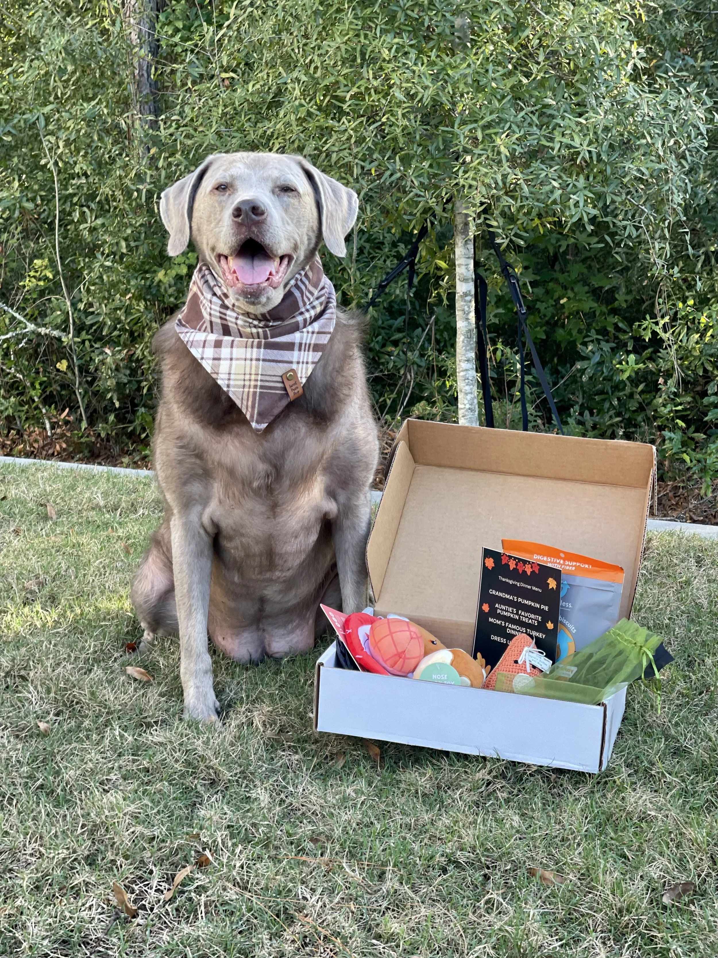 Fun monthly dog box!