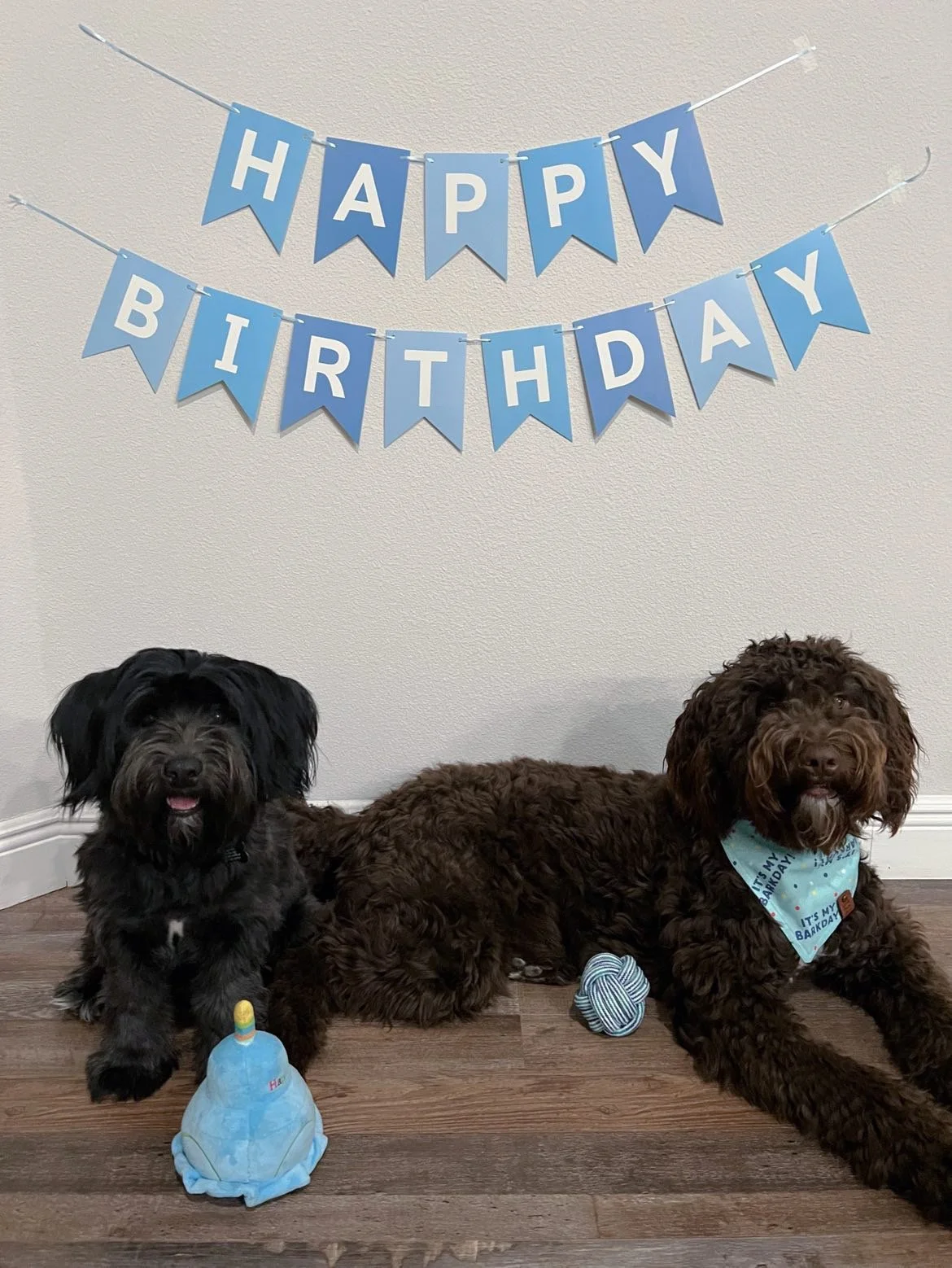 Meet our friends that love Sweet Paws Shop!