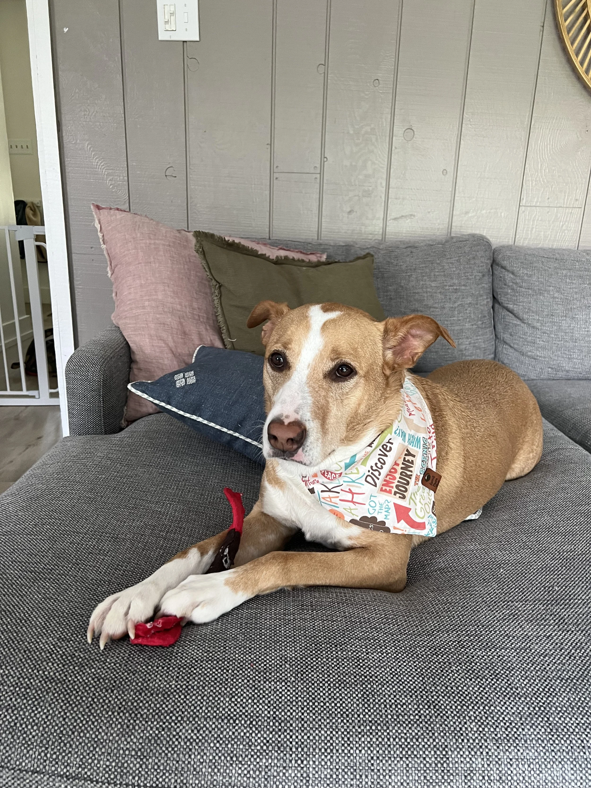 A tan dog with white markings lying on a gray couch, wearing a colorful bandana with words related to exploration and discovery, holding a red toy in its paws, with pillows behind it and a gray wooden wall in the background.