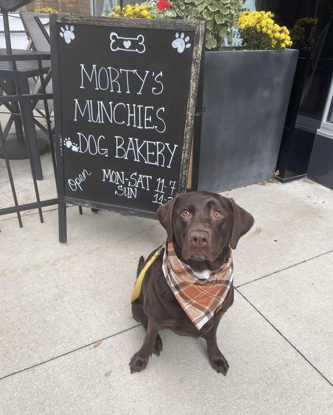 A chocolate Labrador dog wearing a plaid bandana sitting on the sidewalk in front of a blackboard sign that reads 'Morty's Munchies Dog Bakery,' with opening hours listed and decorative paw prints and a bone at the top.