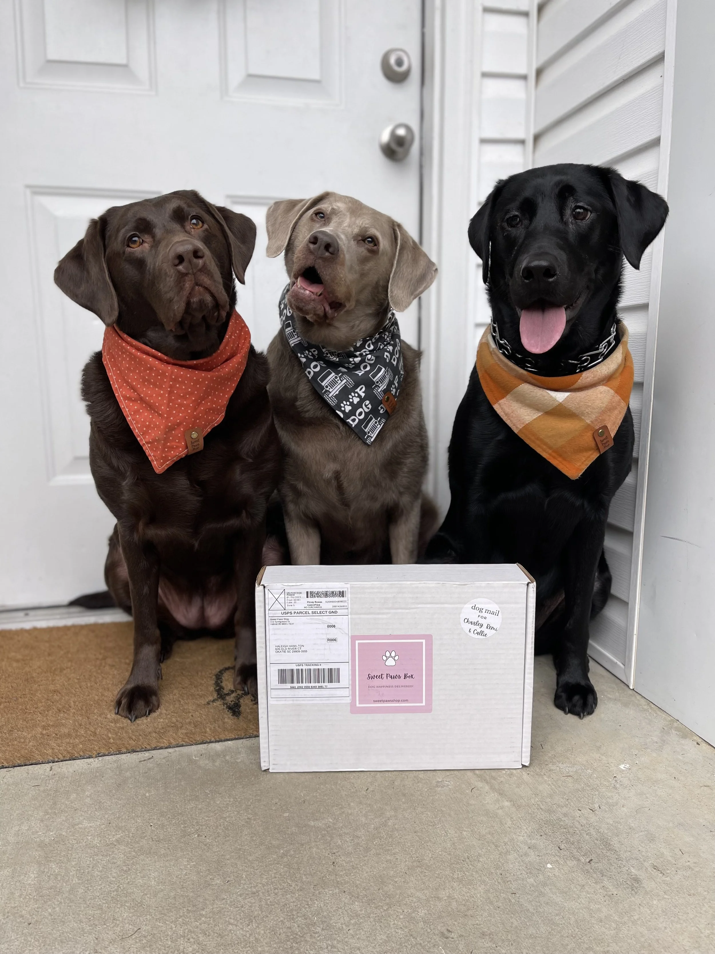 Fun monthly dog subscription box!