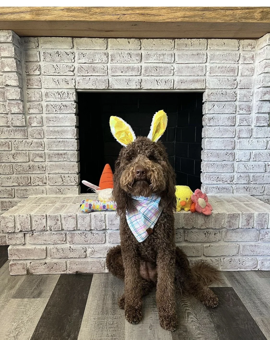 A brown curly-haired dog wearing bunny ears and a plaid bandana, sitting in front of a white brick fireplace decorated for Easter with plush toys and bunny decorations.