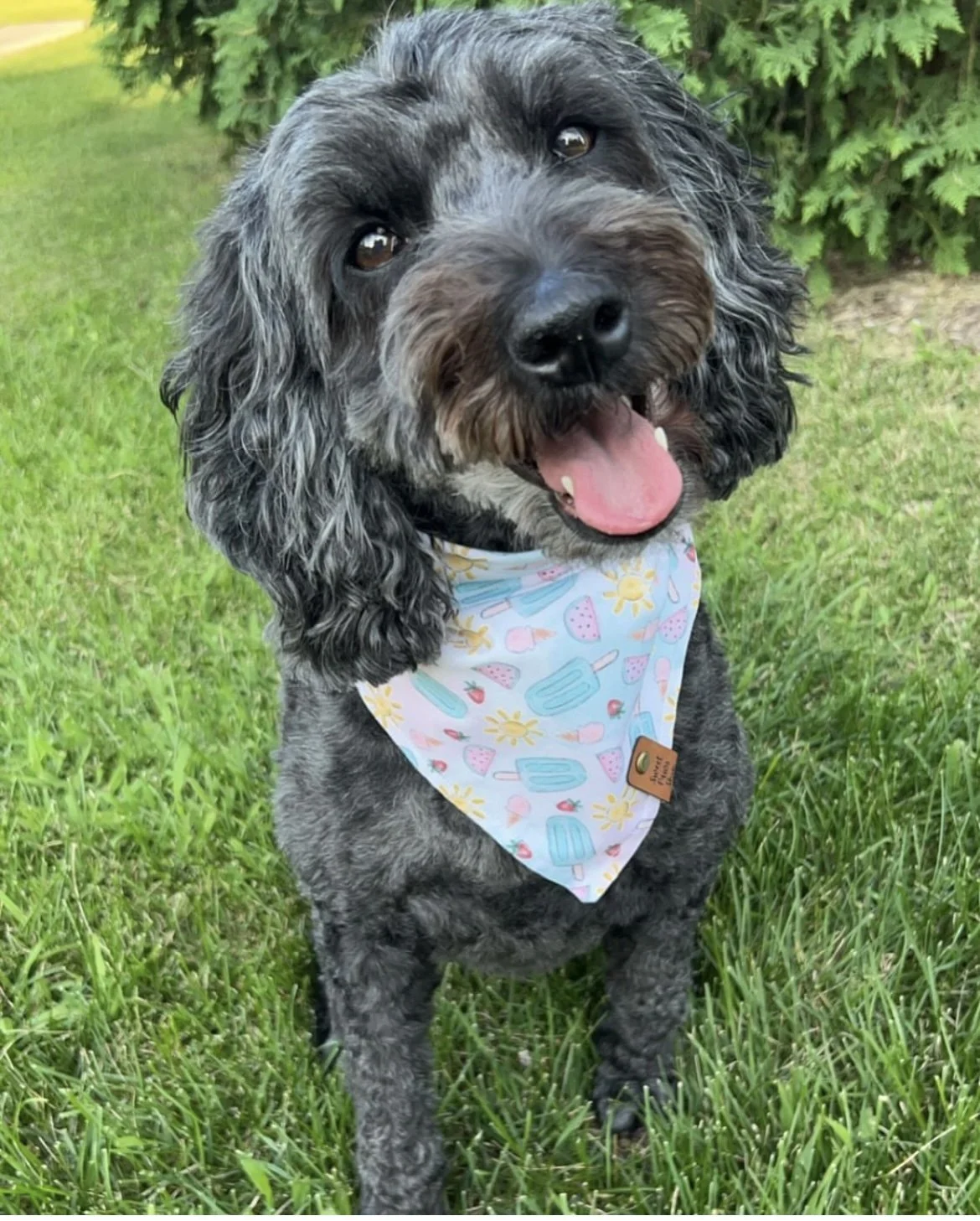 A smiling black and gray curly-haired dog wearing a colorful bandana with popsicles and suns, standing on green grass with a background of leafy bushes.