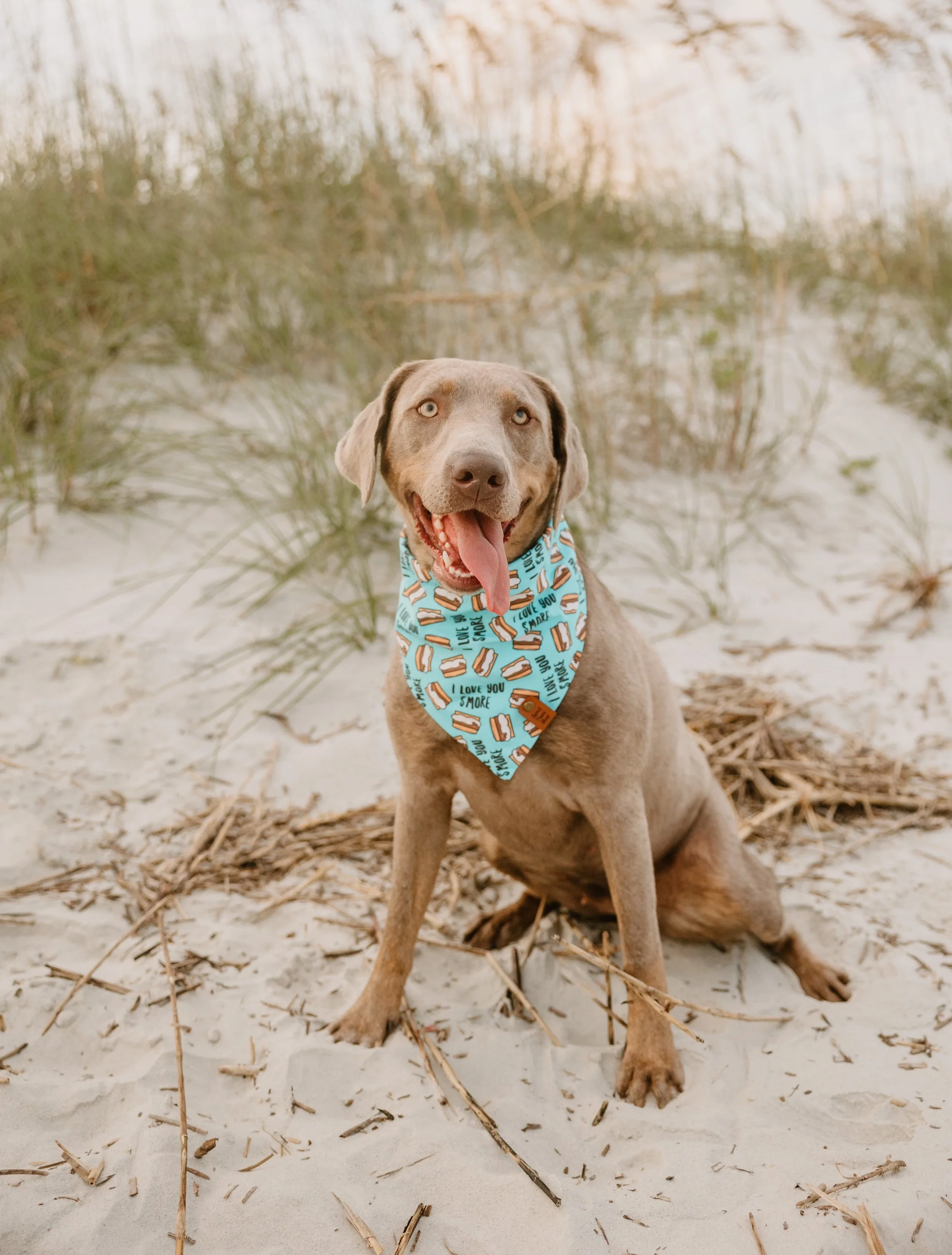 A happy dog sitting on sandy beach grass, wearing a blue bandana with hot dog illustrations and the text 'I love you smoke.'