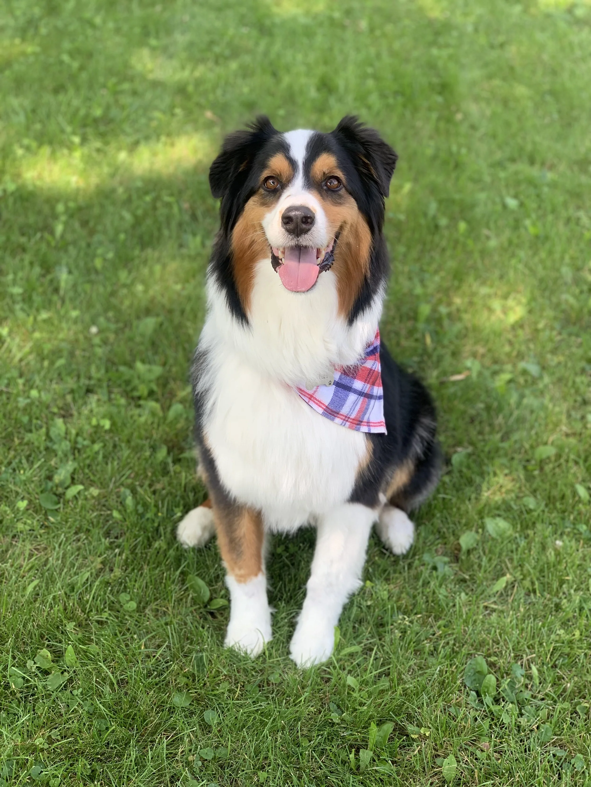 Meet our friends that love Sweet Paws Shop!