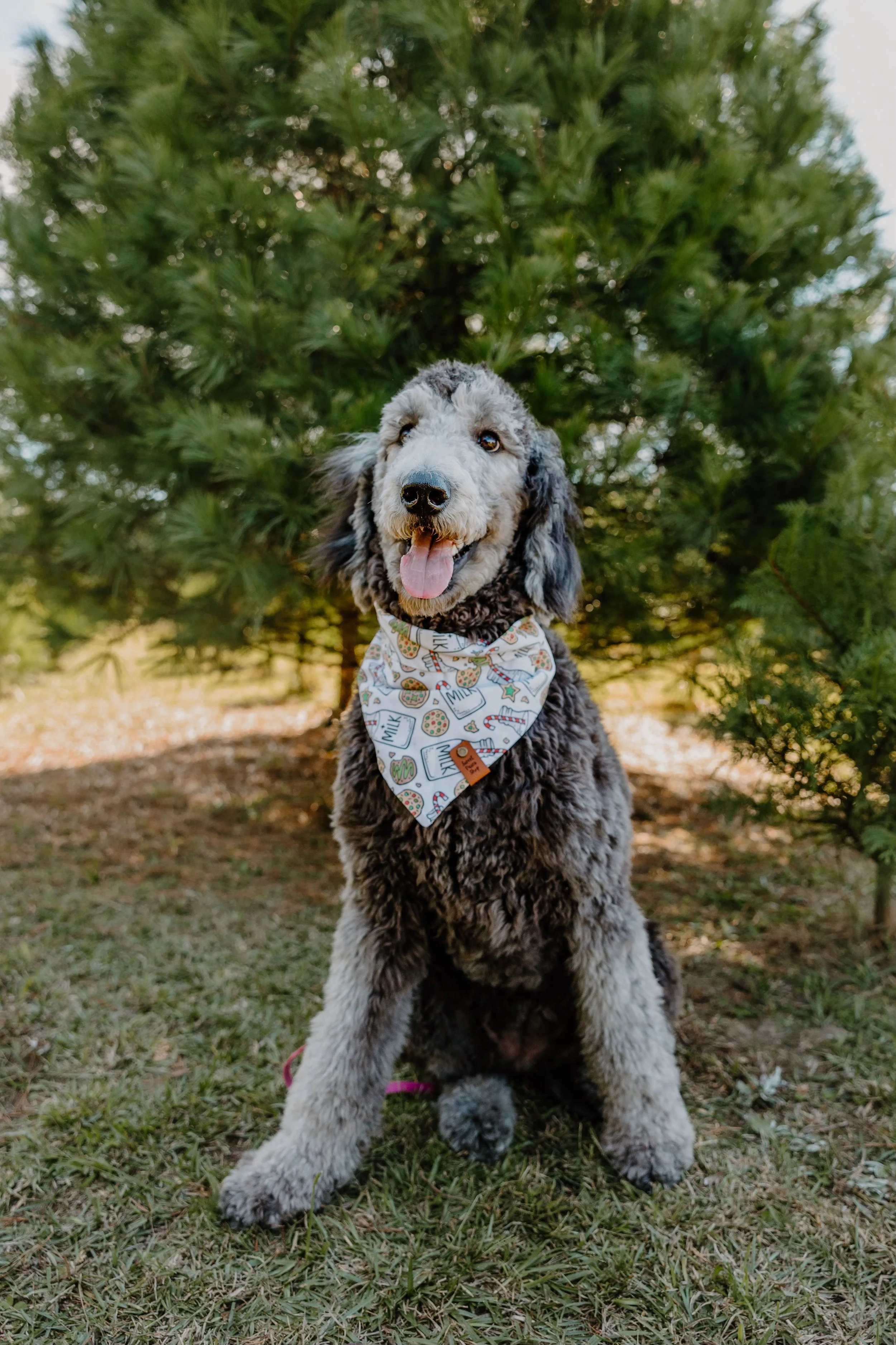 Meet our friends that love Sweet Paws Shop!