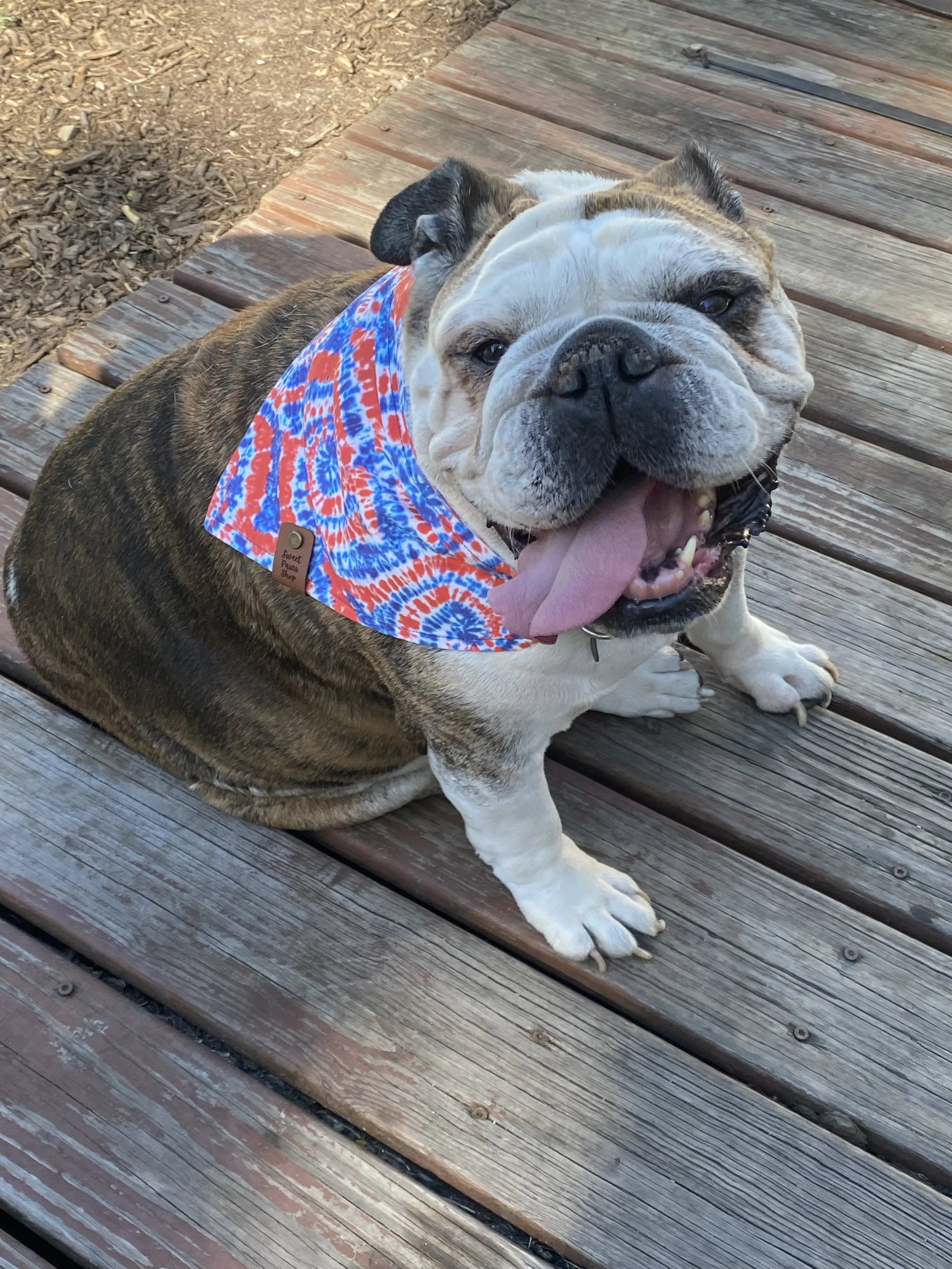 A smiling bulldog sitting on a wooden deck with a colorful tie-dye bandana around its neck.