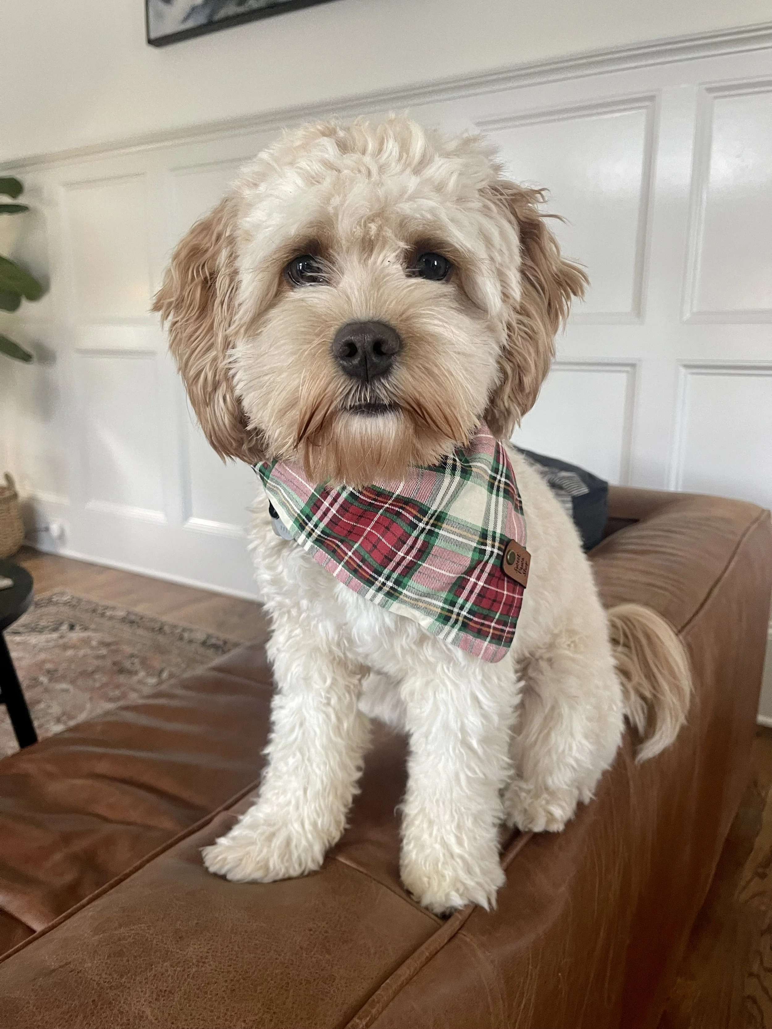 Meet our friends that love Sweet Paws Shop!