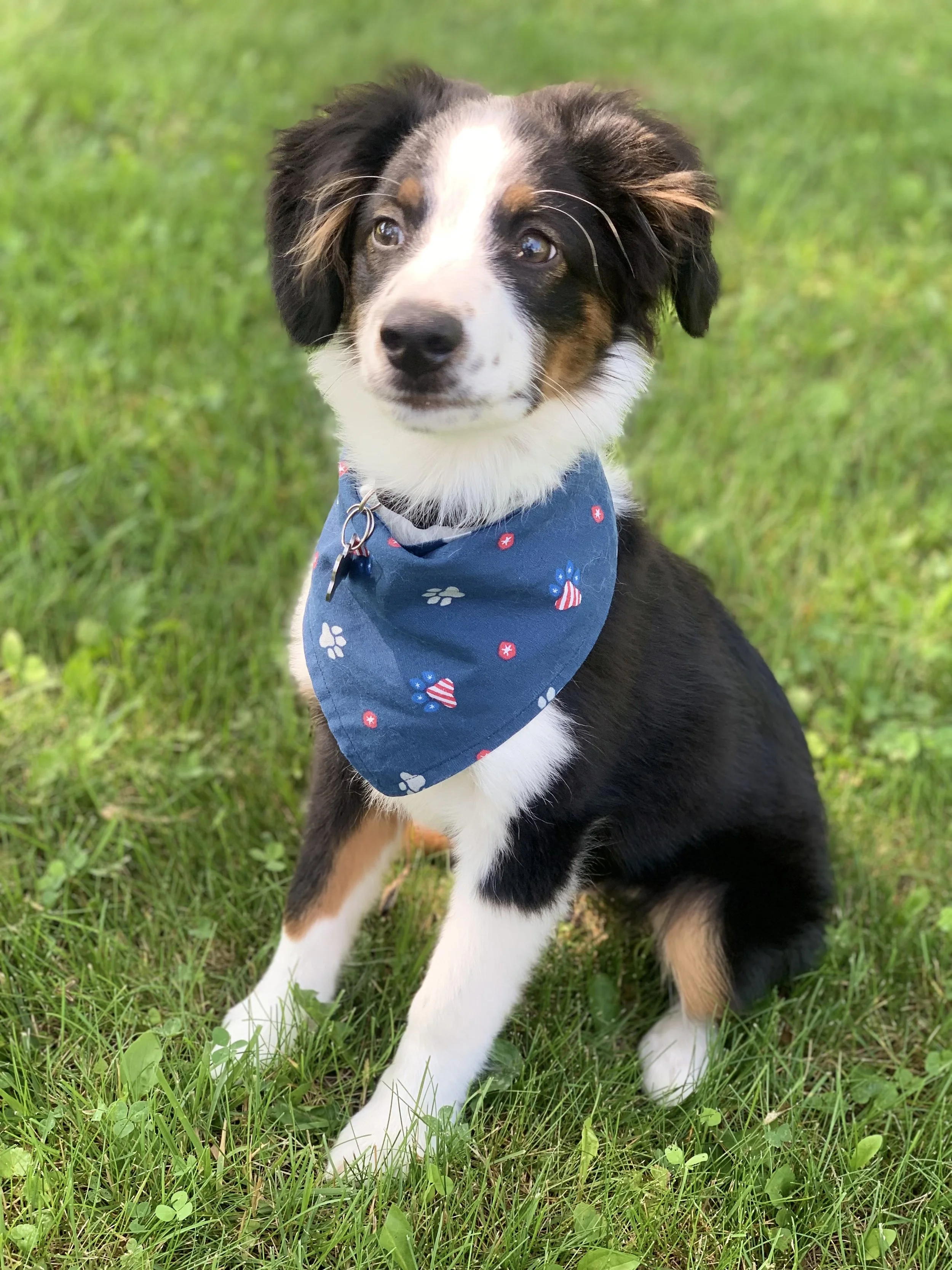 Cute tricolor Australian Shepherd puppy with a blue bandana sitting on green grass.
