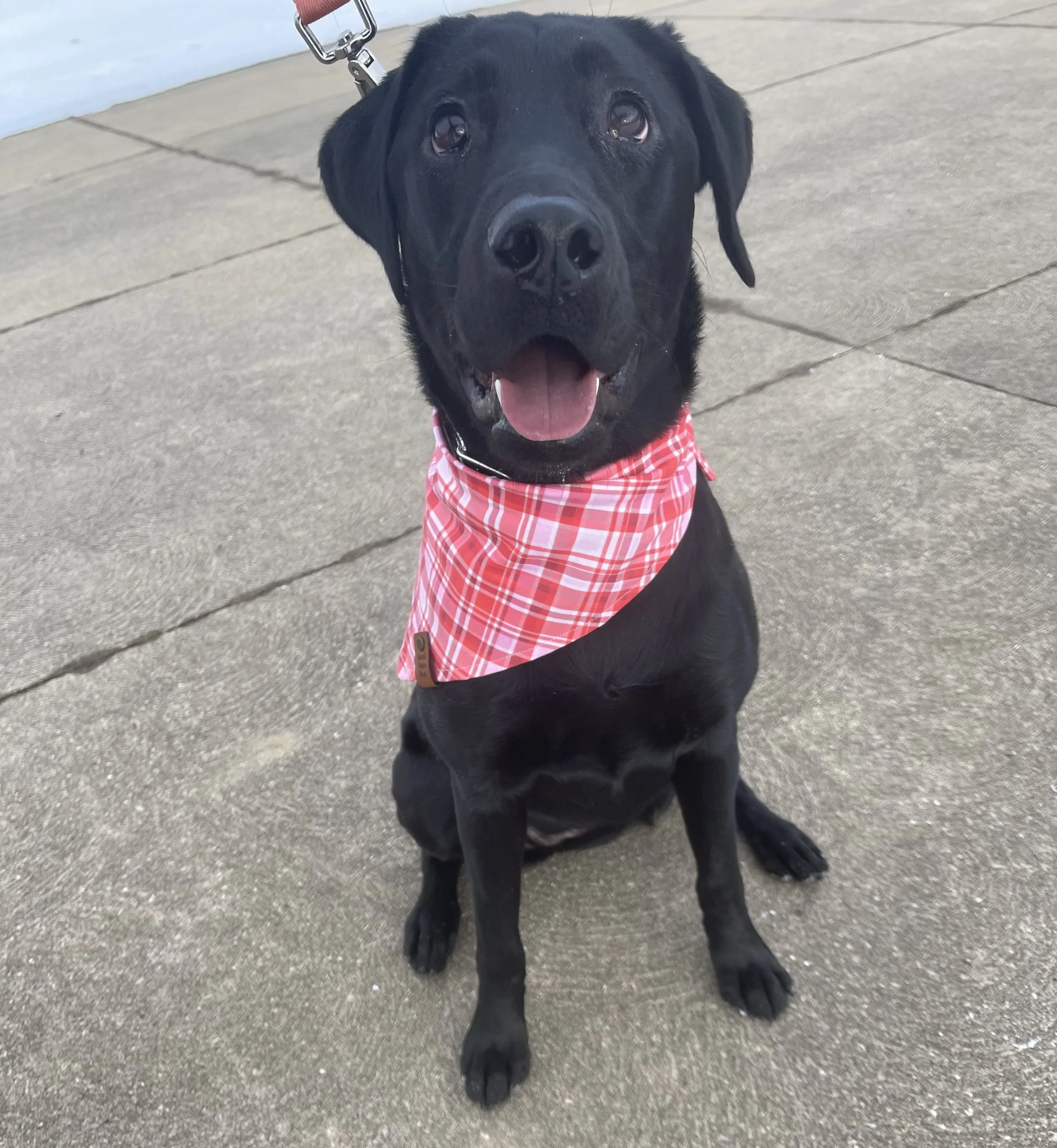 A black dog with a red plaid bandana sitting on a concrete sidewalk, looking at the camera with its tongue slightly out.