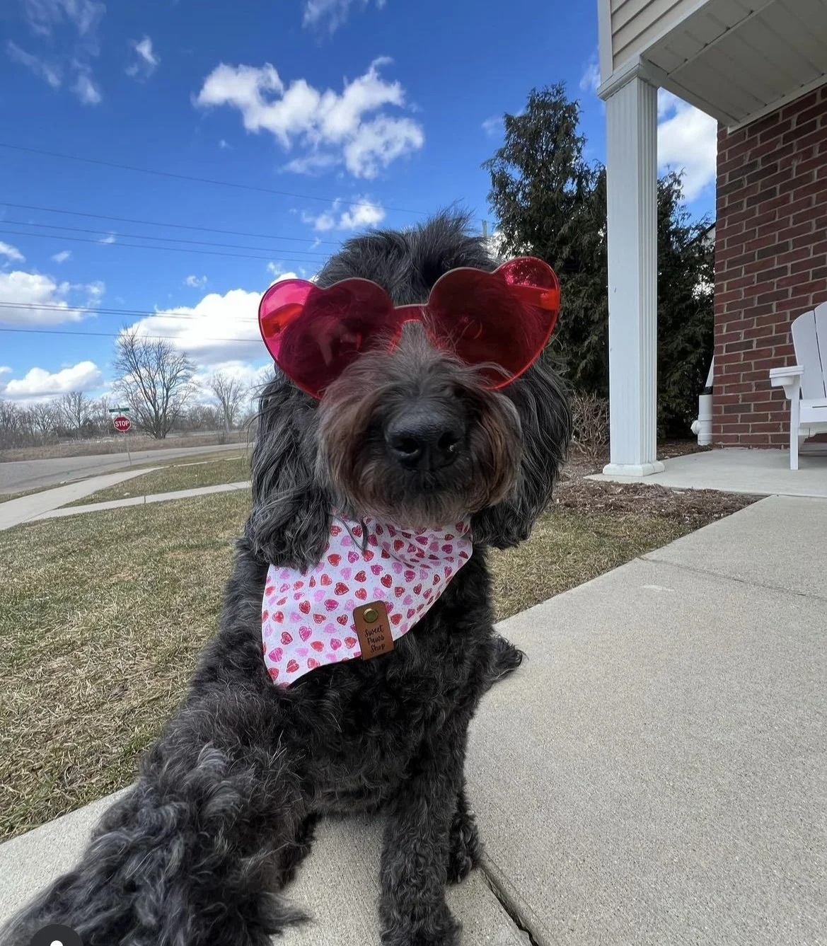 Meet our friends that love Sweet Paws Shop!