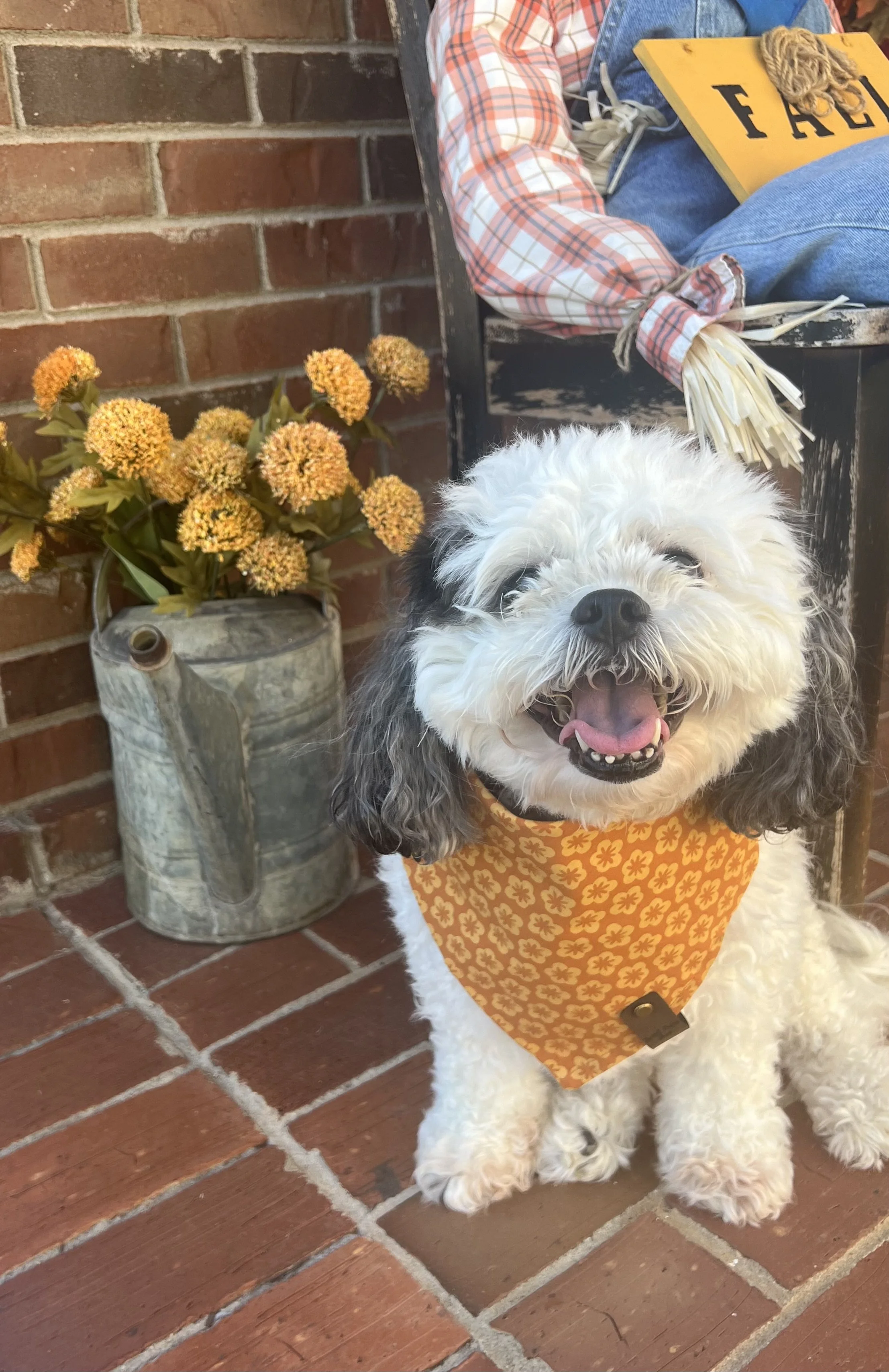 Meet our friends that love Sweet Paws Shop!