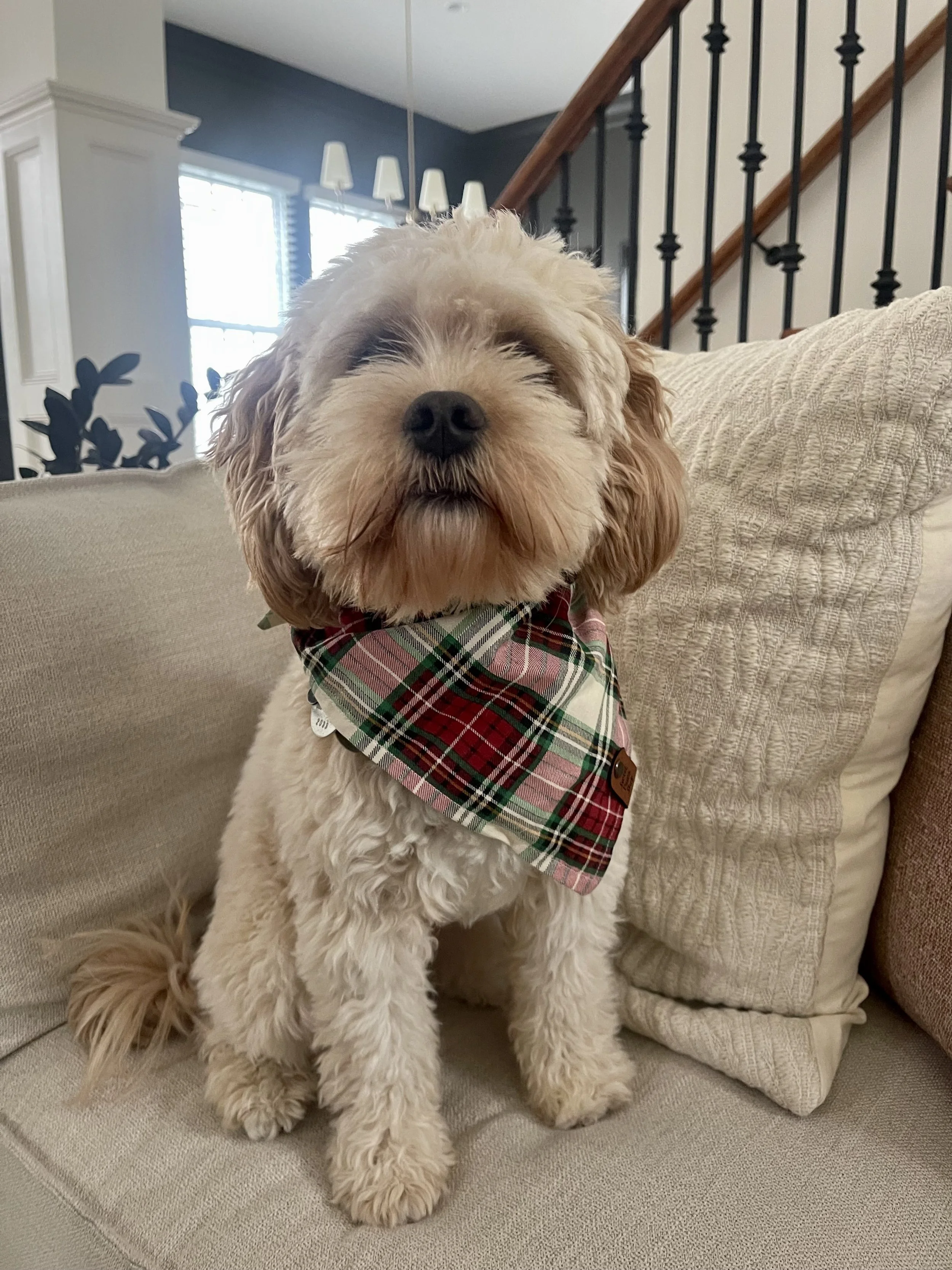 A fluffy cream-colored dog with brown ears and a brown patch around one eye, sitting on a sofa with beige and brown cushions. The dog is wearing a festive red, green, and white plaid bandana.