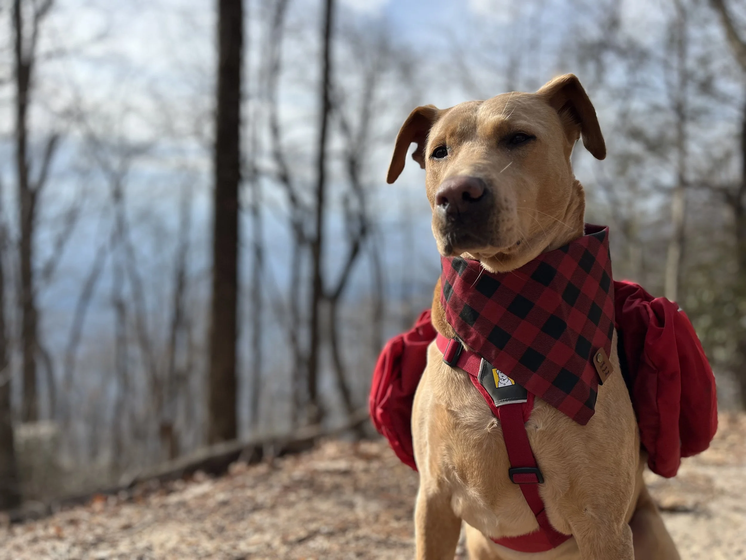 A brown dog with a red and black checkered bandana around its neck, wearing a backpack, sitting outdoors among trees with bare branches.