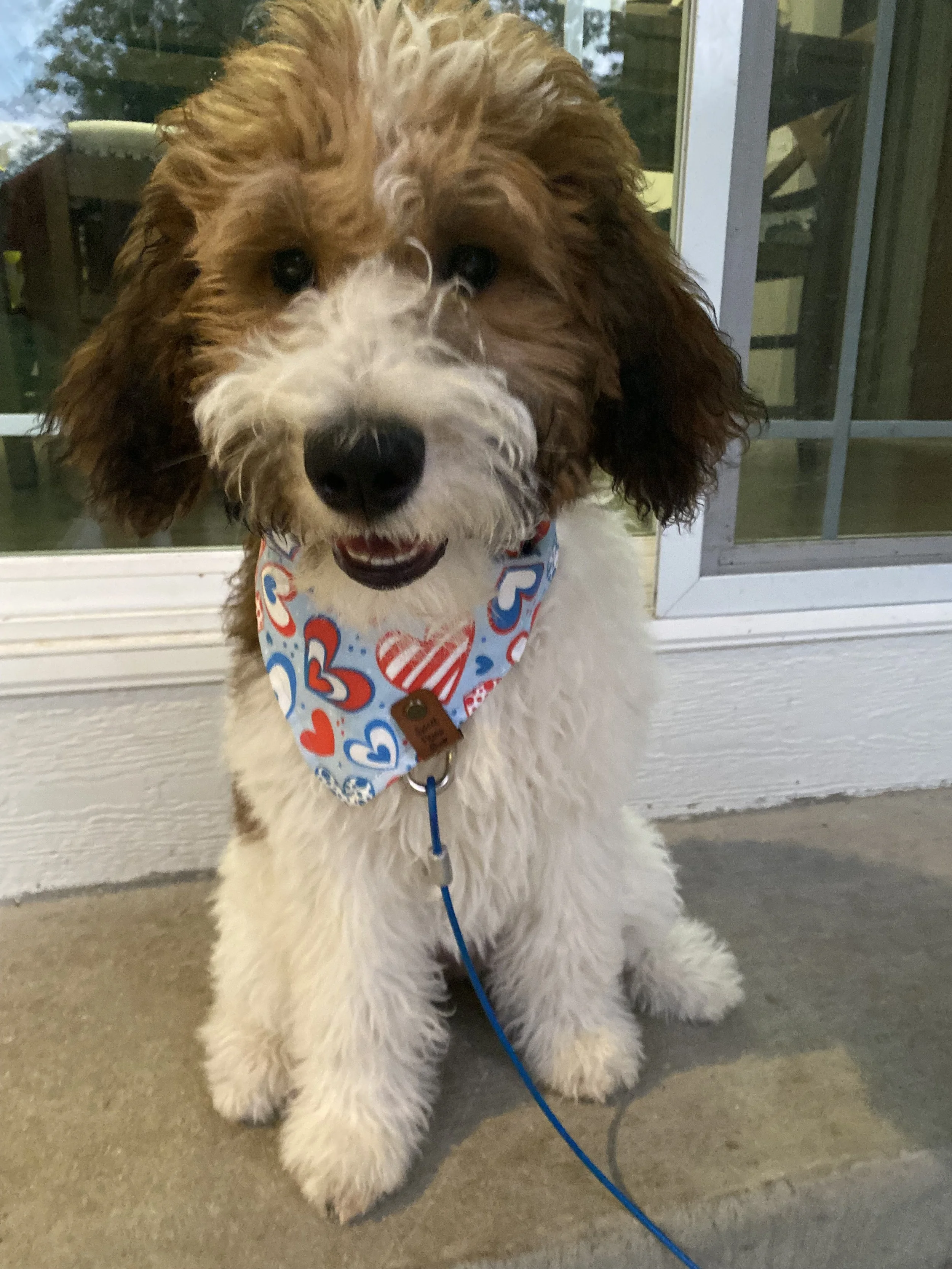 A fluffy dog with curly white and brown fur, sitting in front of a glass door, wearing a bandana with red, white, and blue hearts and stripes.