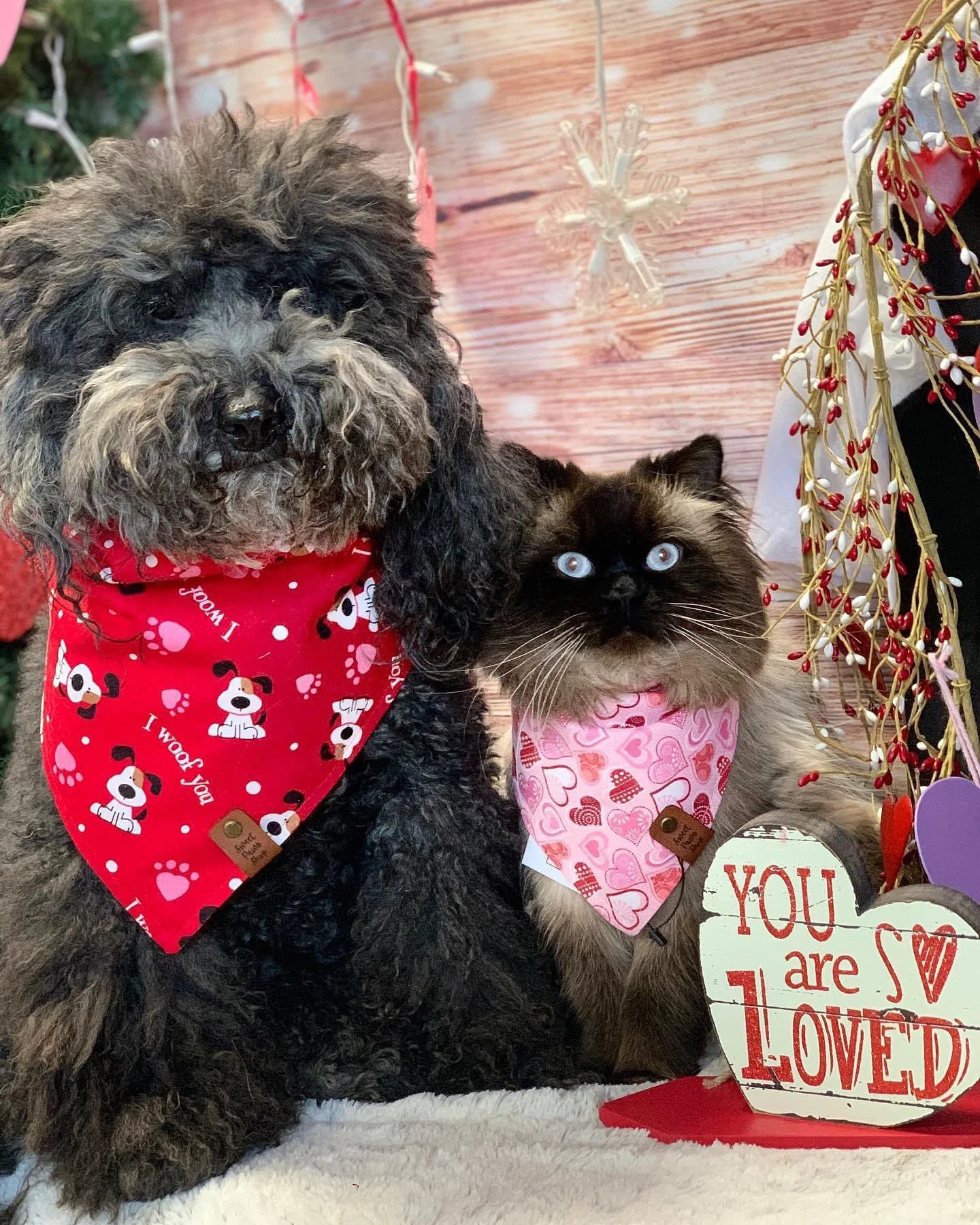 Meet our friends that love Sweet Paws Shop!