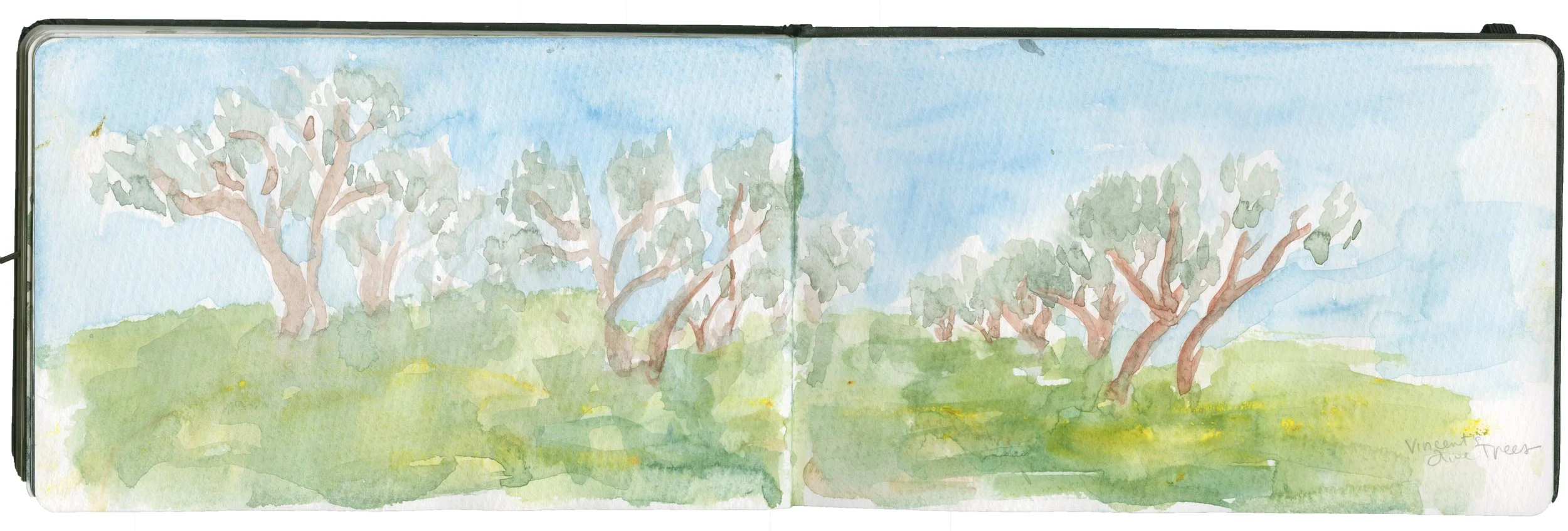 Olive Trees, Saint Remy de Provence, Asylum where Van Gogh Died 