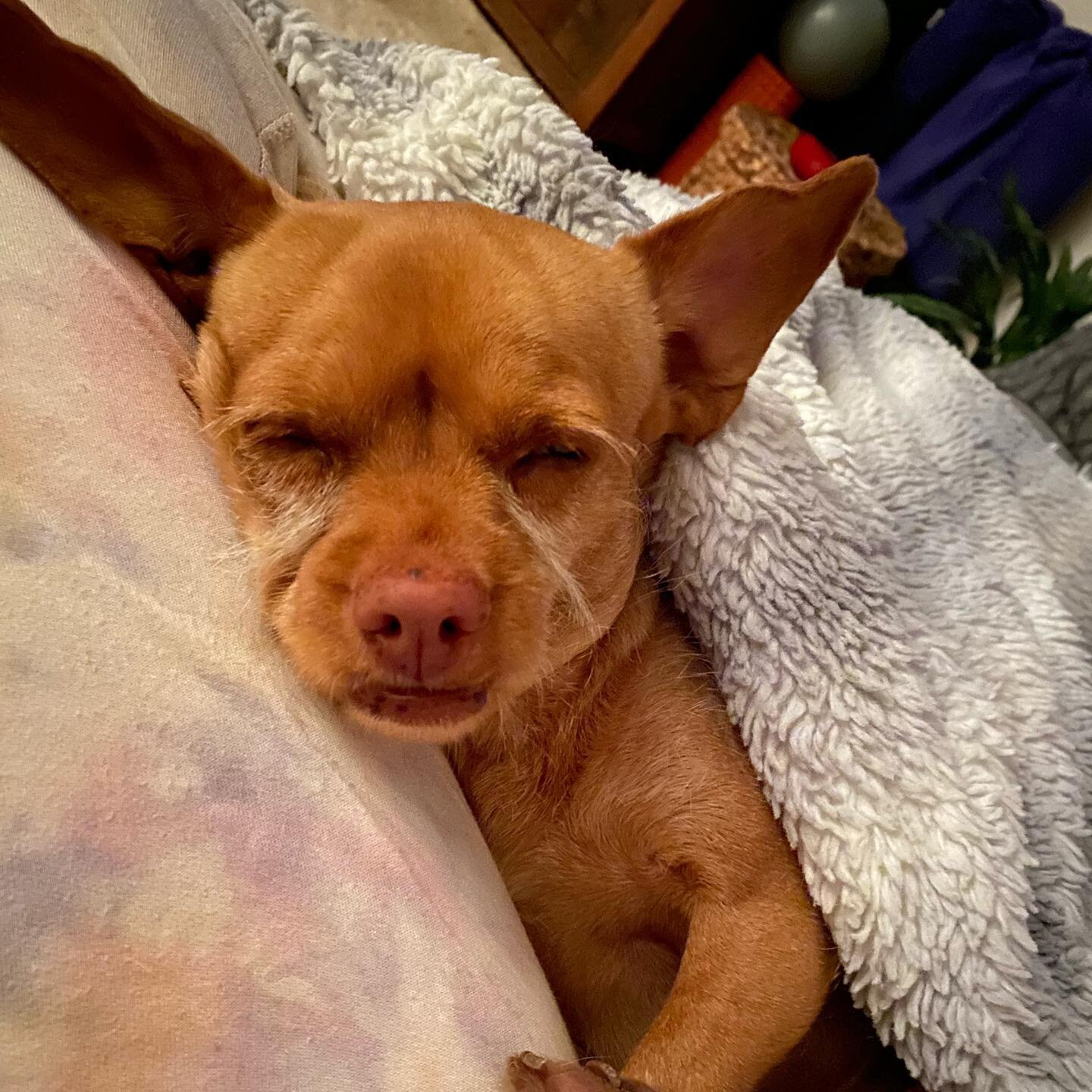 How can you not love this face?
#cutedog #pawsup