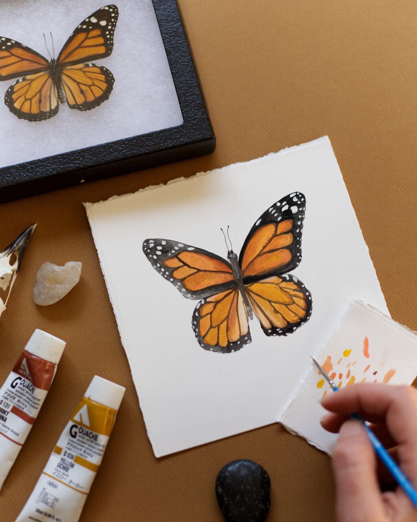 It was so lovely to make a small study of this preserved Monarch Butterfly (Danaus Plexippus)! It was a total reminder that spending time with the real thing if at all possible makes a world of difference. I think for me, that means sketching out in 