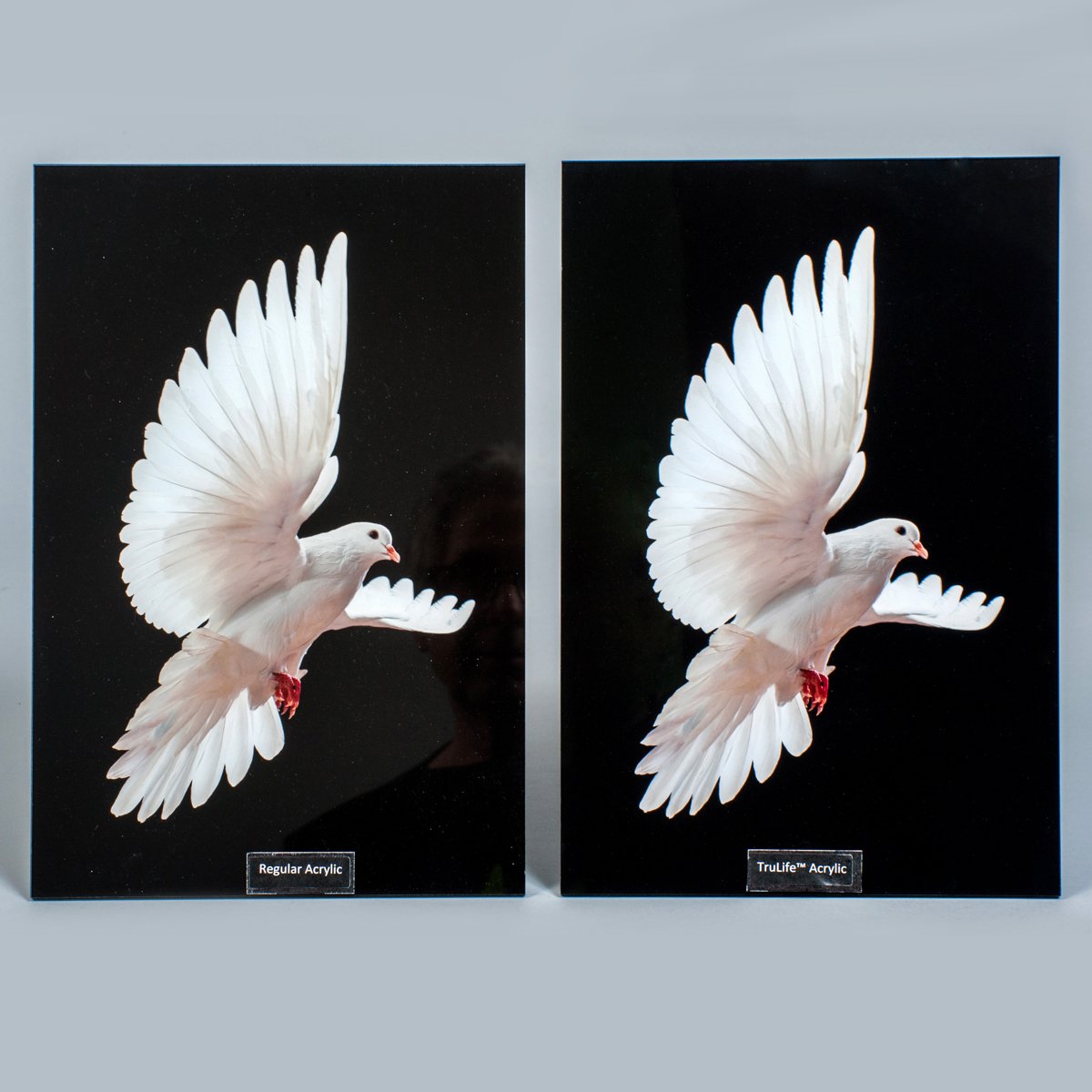 TruLife-Dove.jpg
