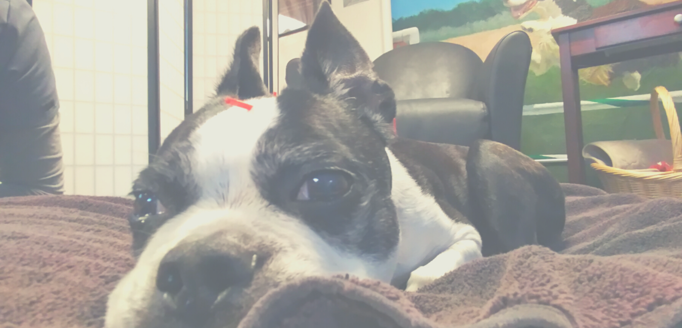 cute little dog with accupuncture needles in forehead